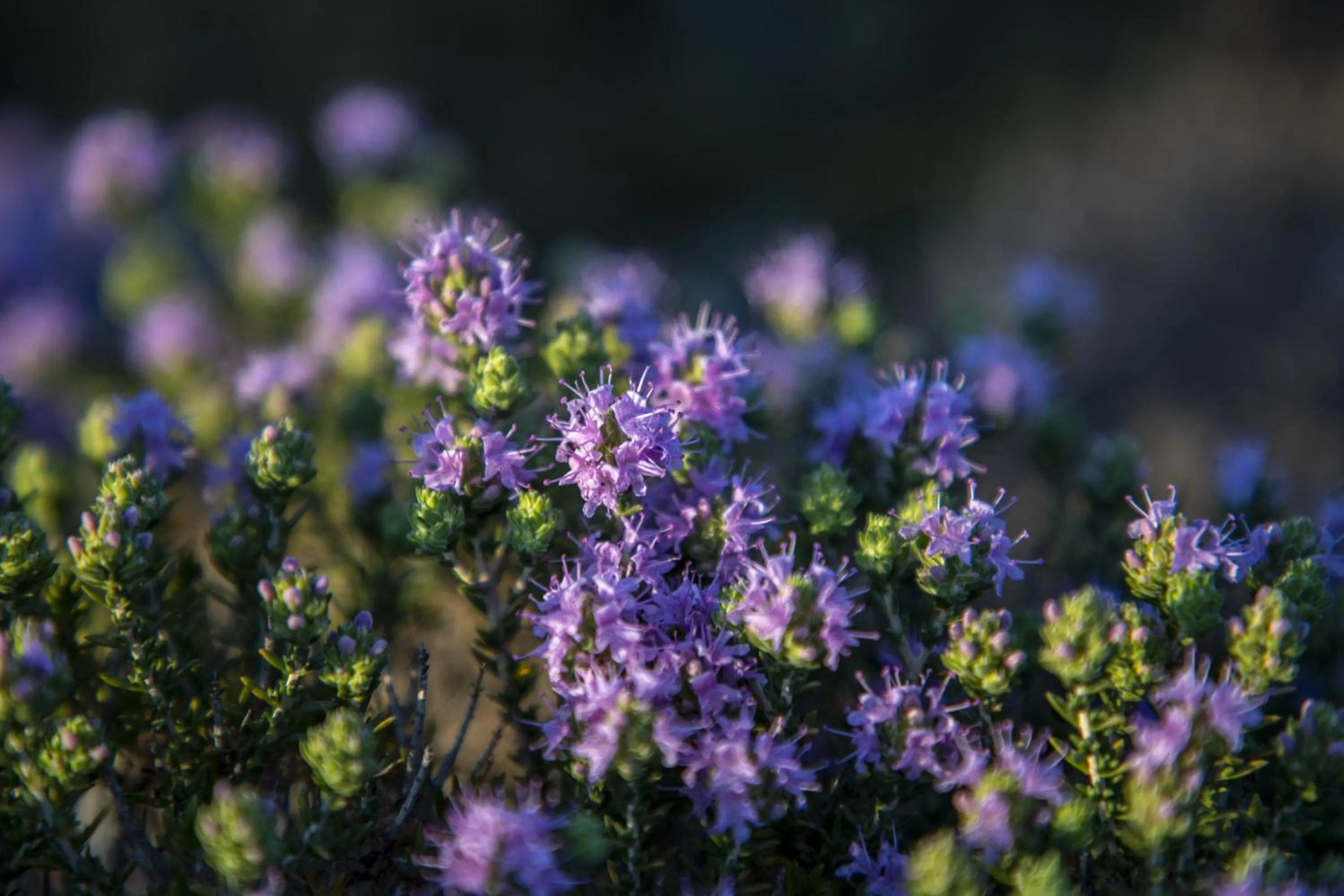 Garden in Goknar Knidos Eco Hotel & Farm