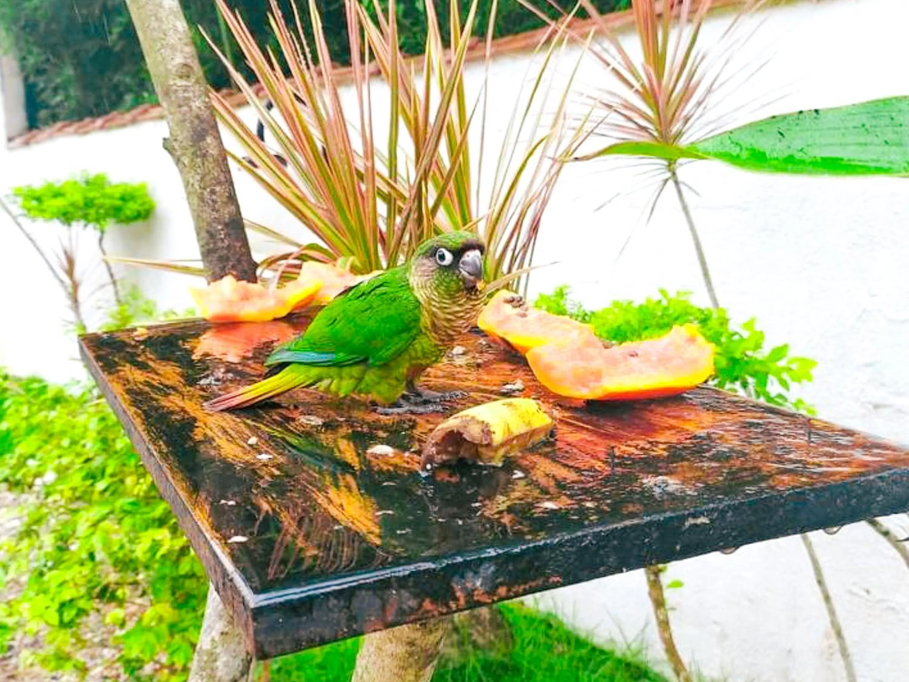 Garden in Pousada Sol Nascente