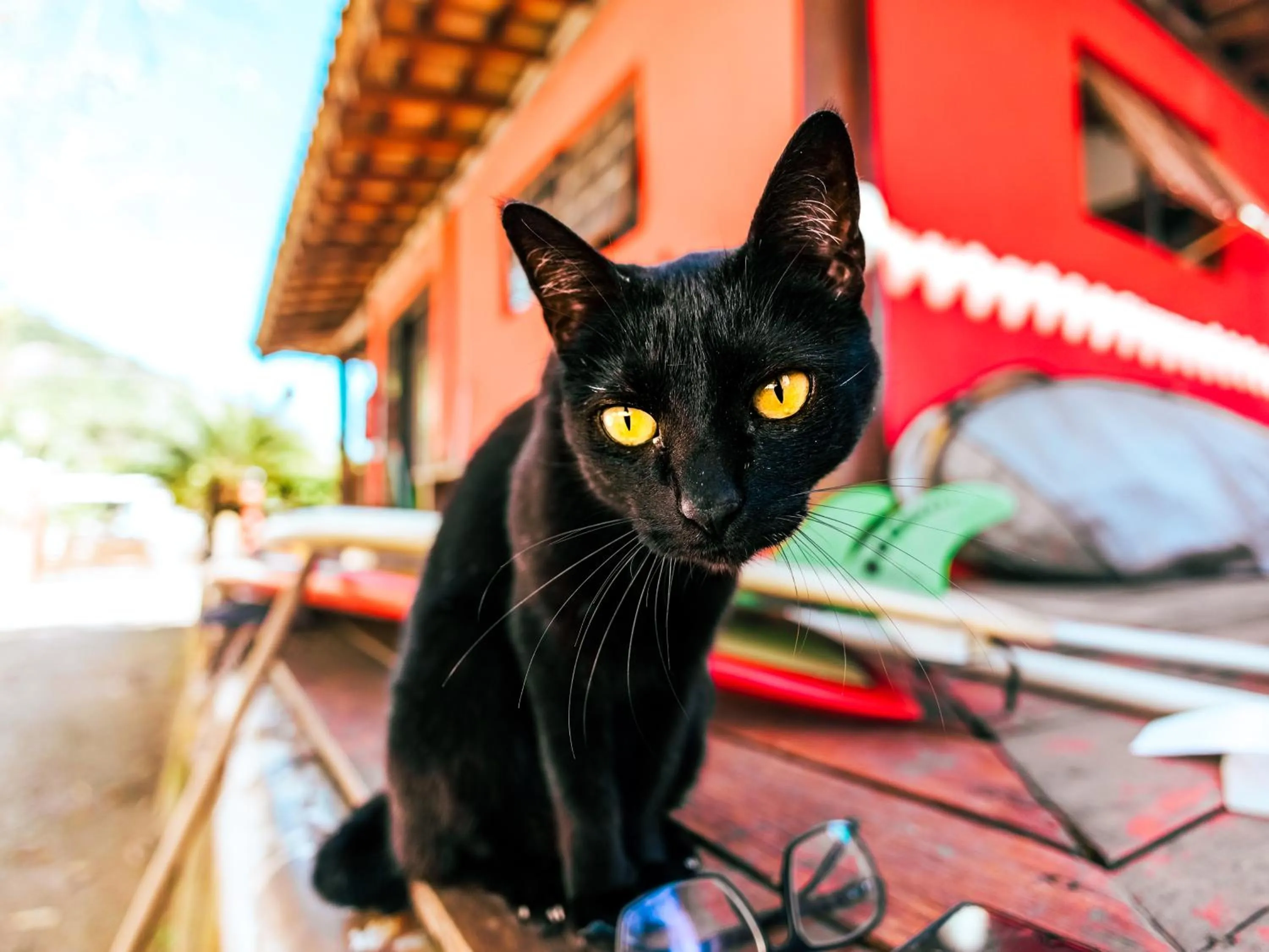 Animals in Pousada Sol Nascente