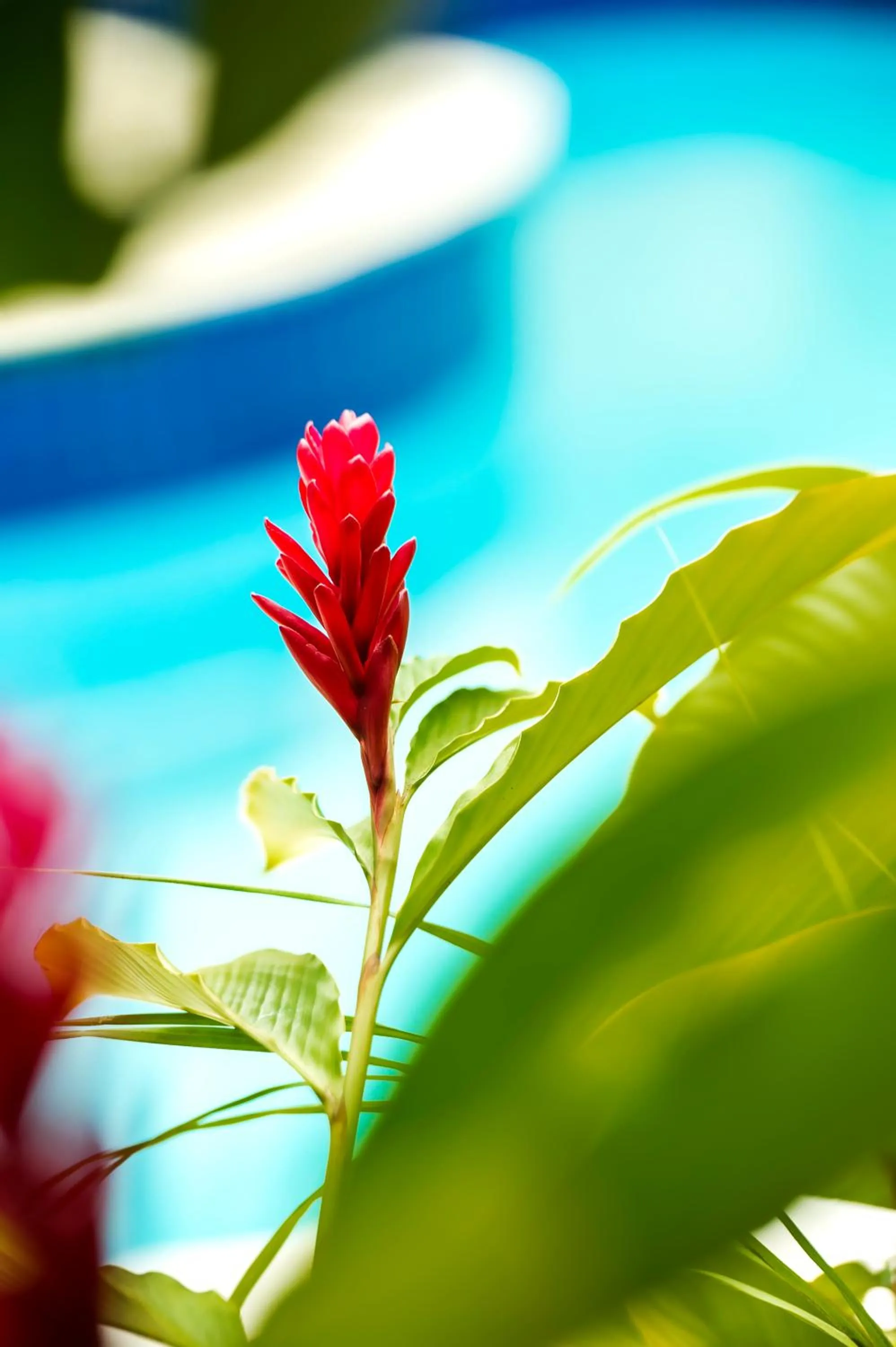 Garden view in Hotel Villa Di Rimini