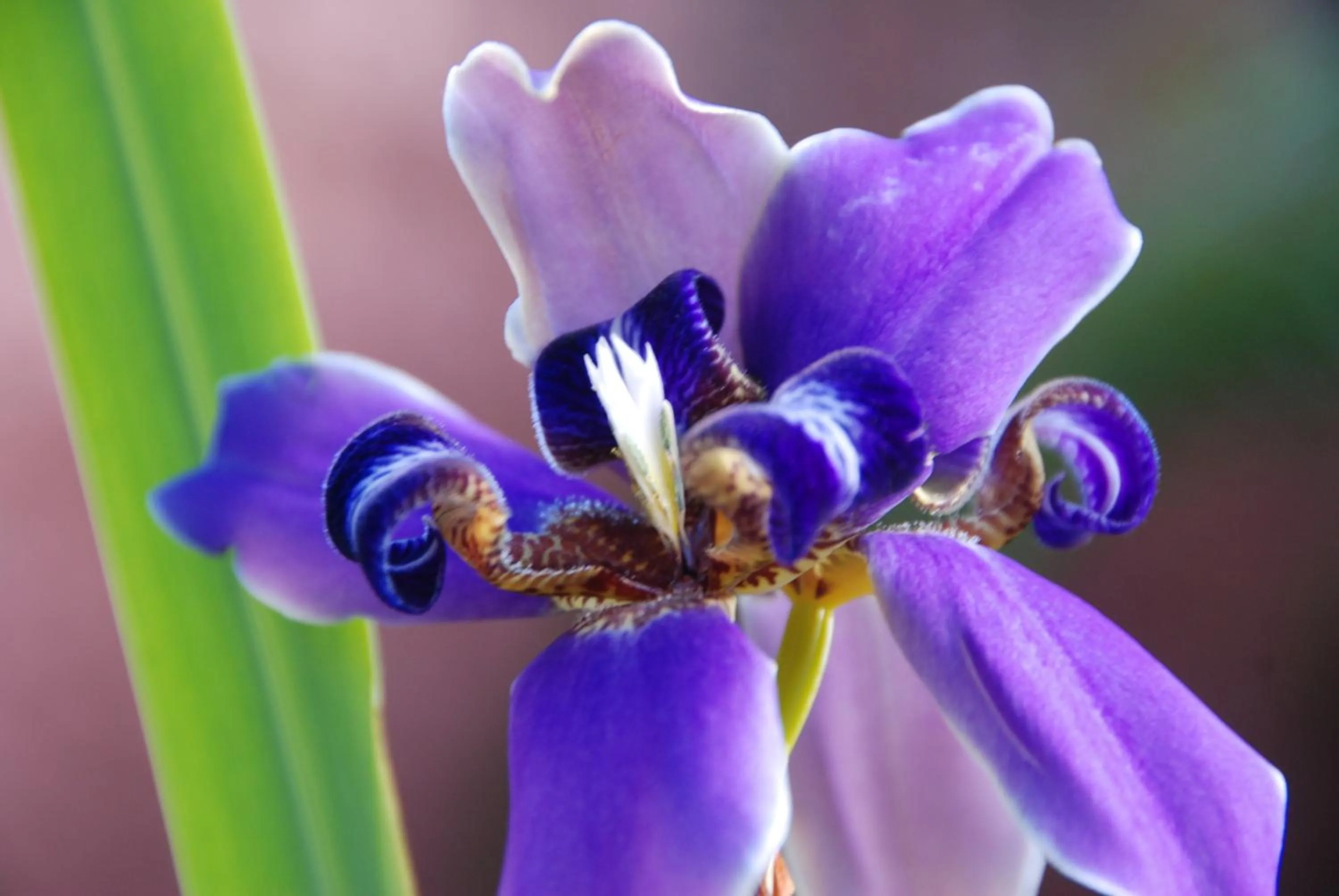 Garden in Mata N'ativa Pousada