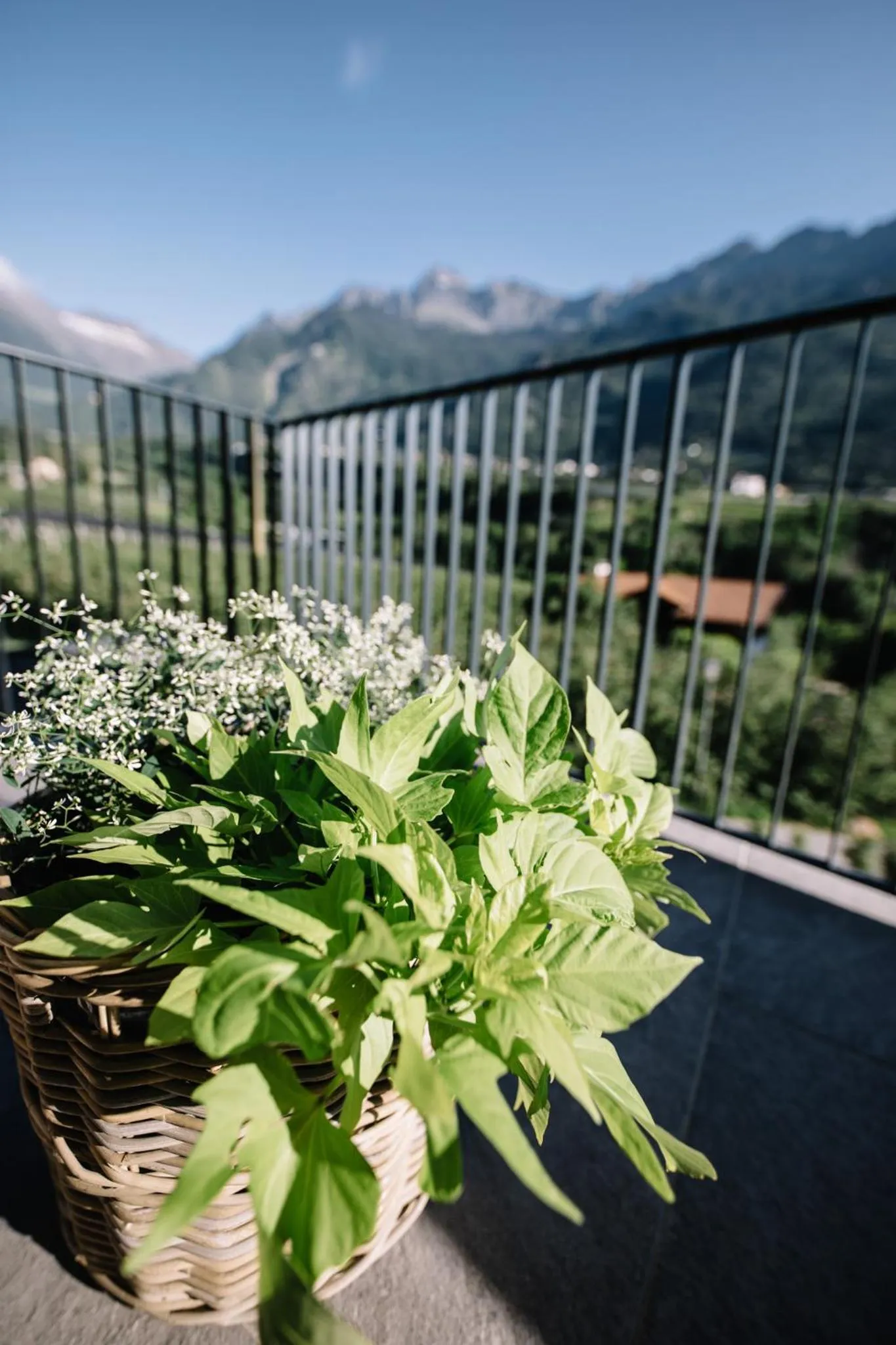 Balcony/Terrace in Garni-Hotel Der Forsterhof