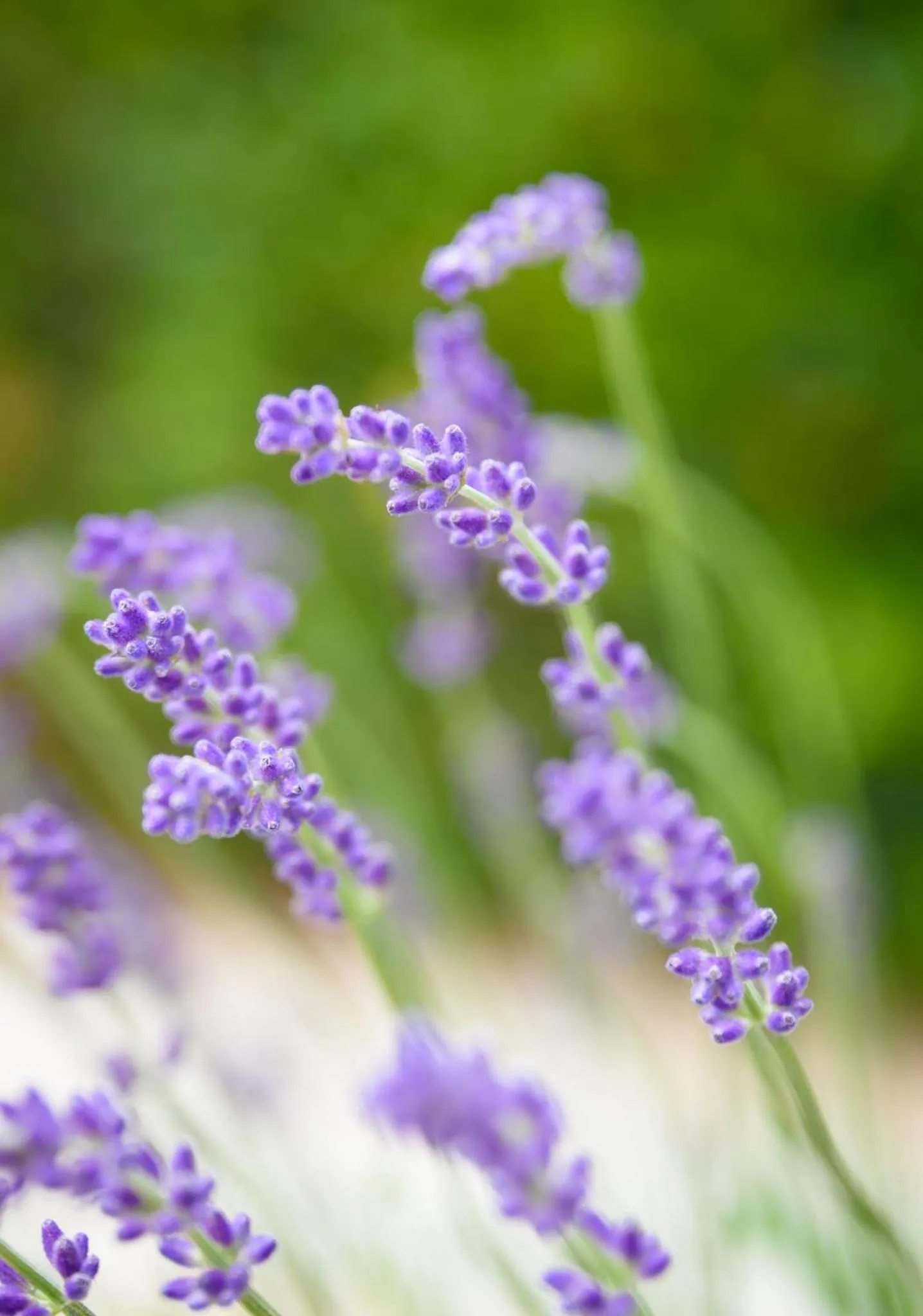 Spring in Kyveli Hotel Apartments