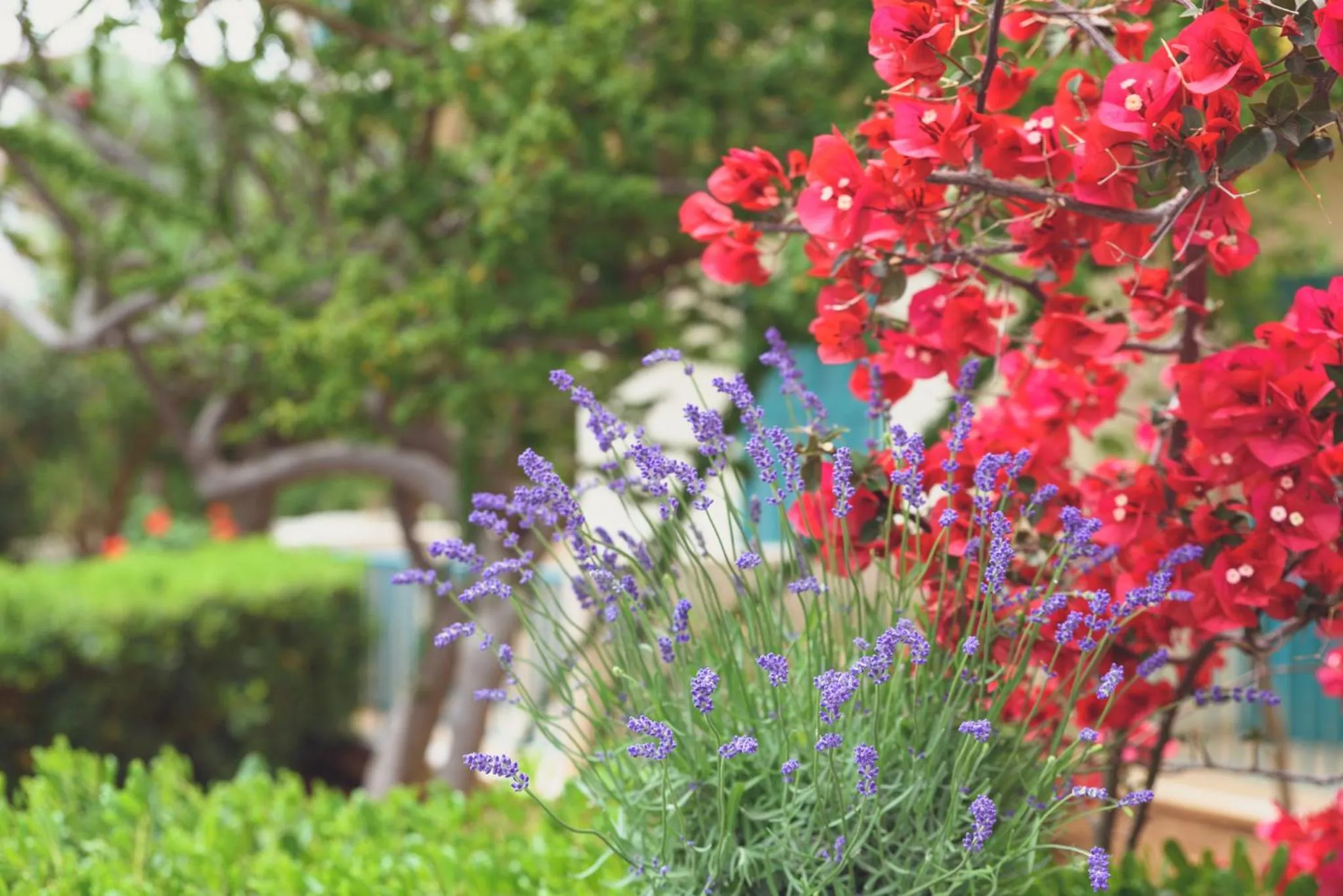 Garden view in Kyveli Hotel Apartments