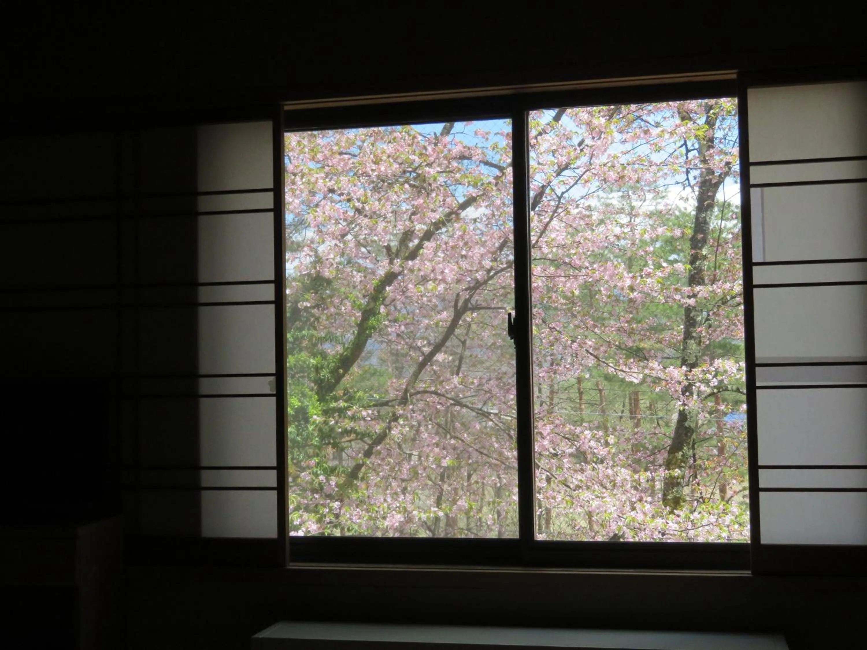 Garden view in White Horse Hotel