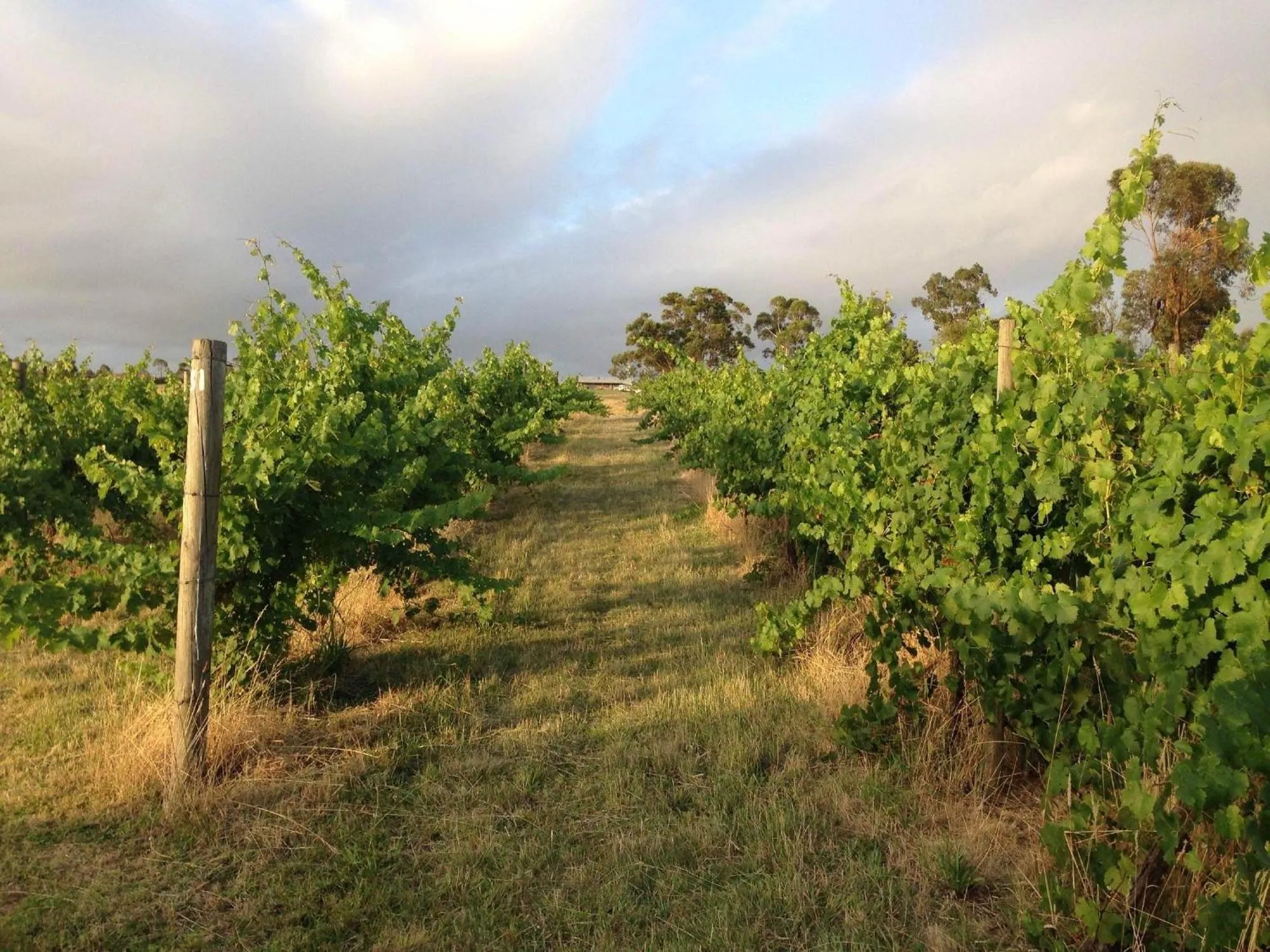 Garden view in De'Vine Escape