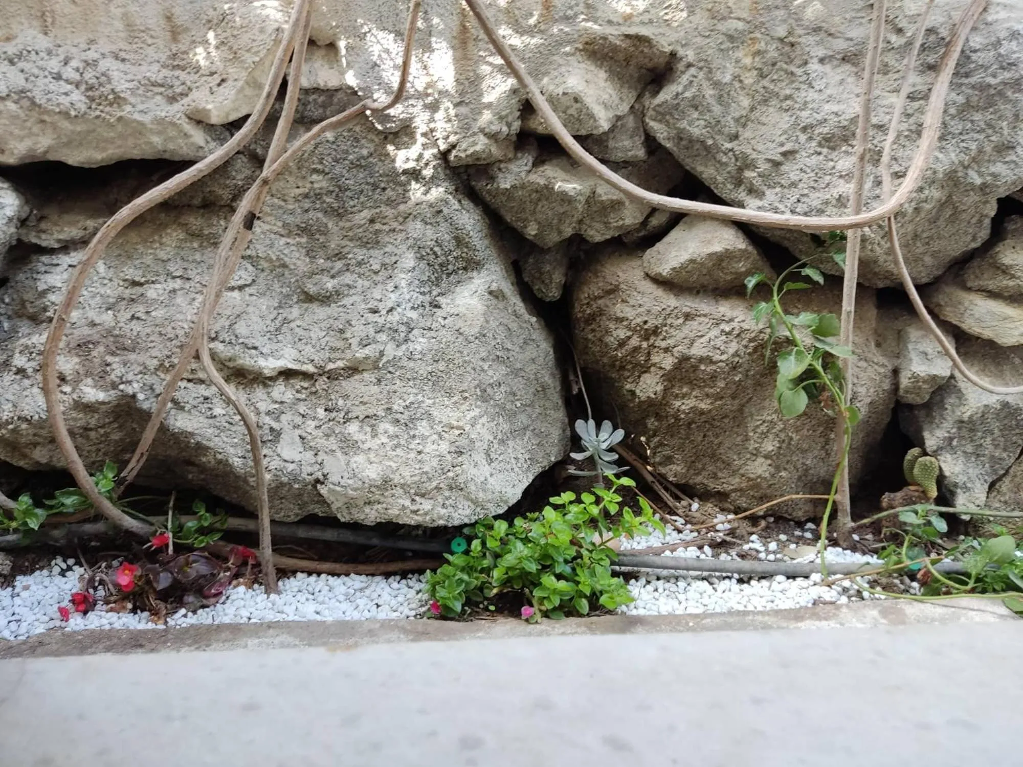 Area and facilities in Koulas Pension - Red Lake