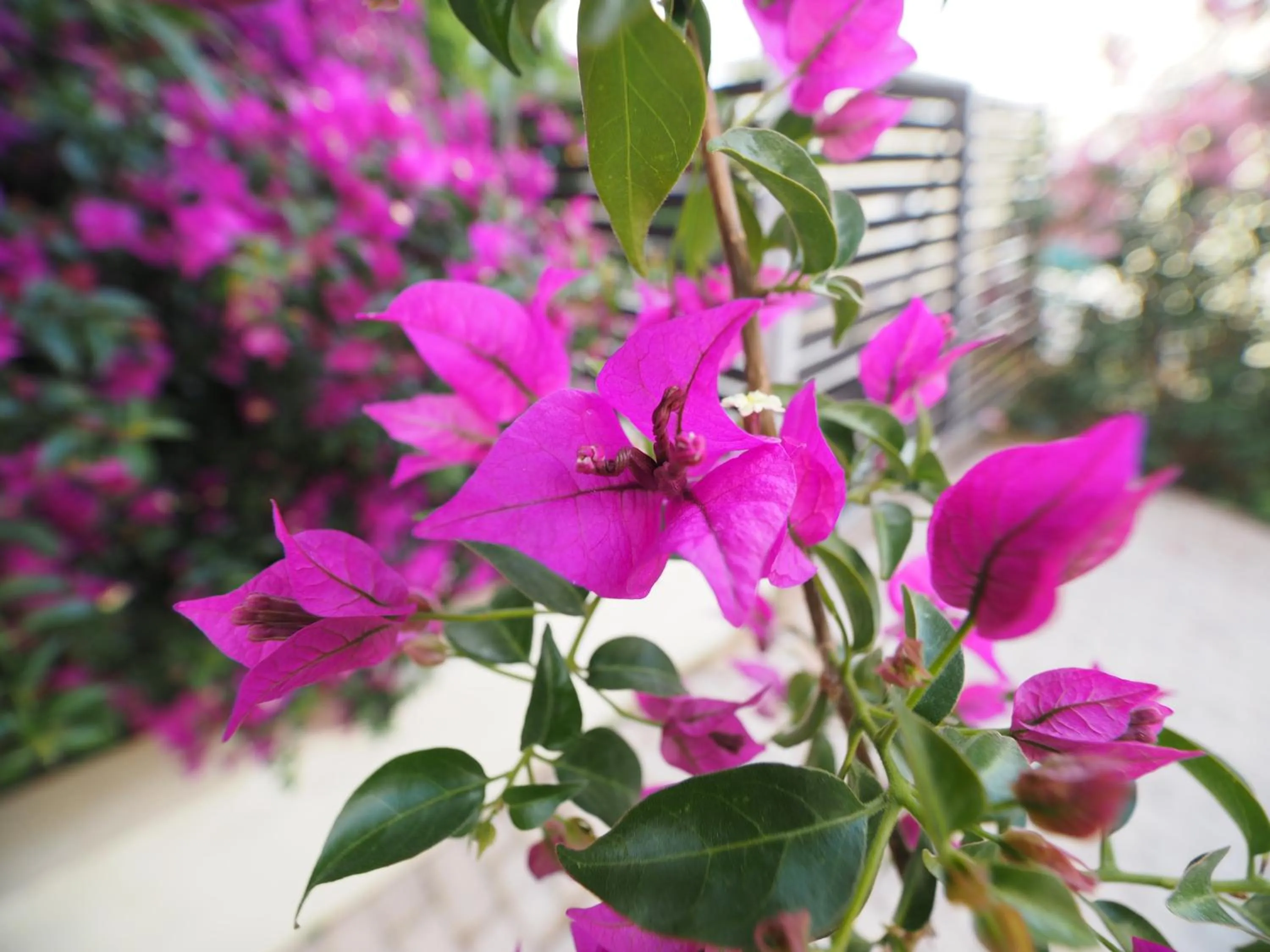 Property building in Almyra Hotel