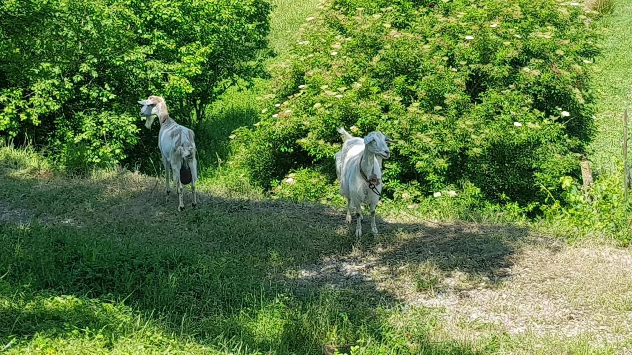 Pets in San Paterno B&B