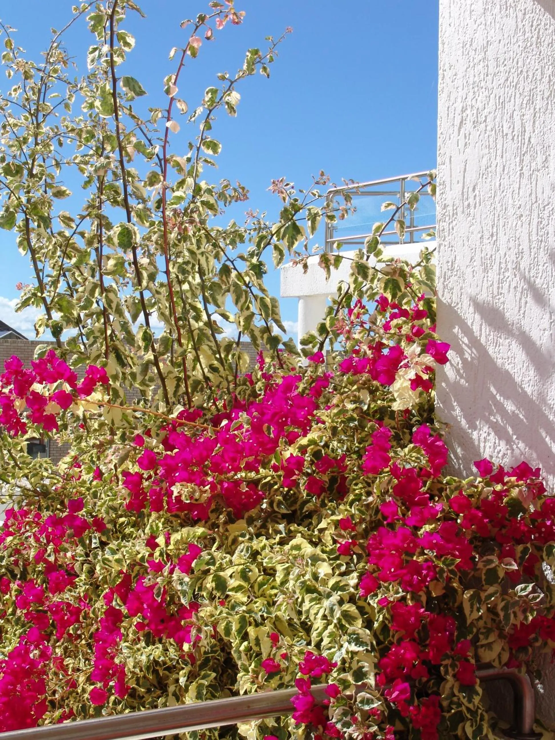 Garden in Diaz 15 House on the Bay