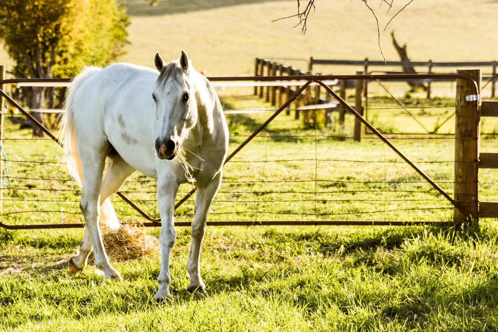 Animals in Daisy Bank Cottages