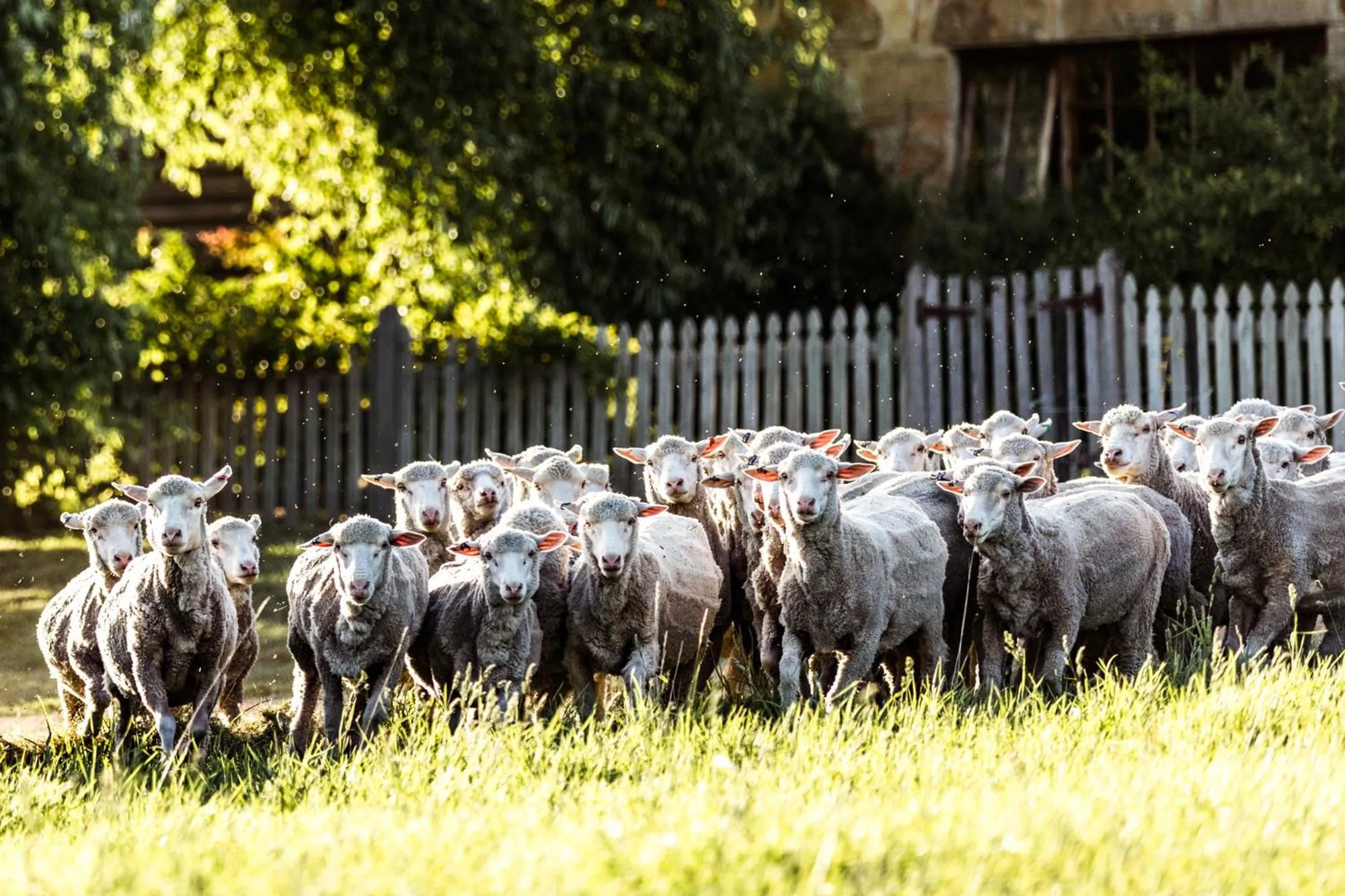 Animals in Daisy Bank Cottages