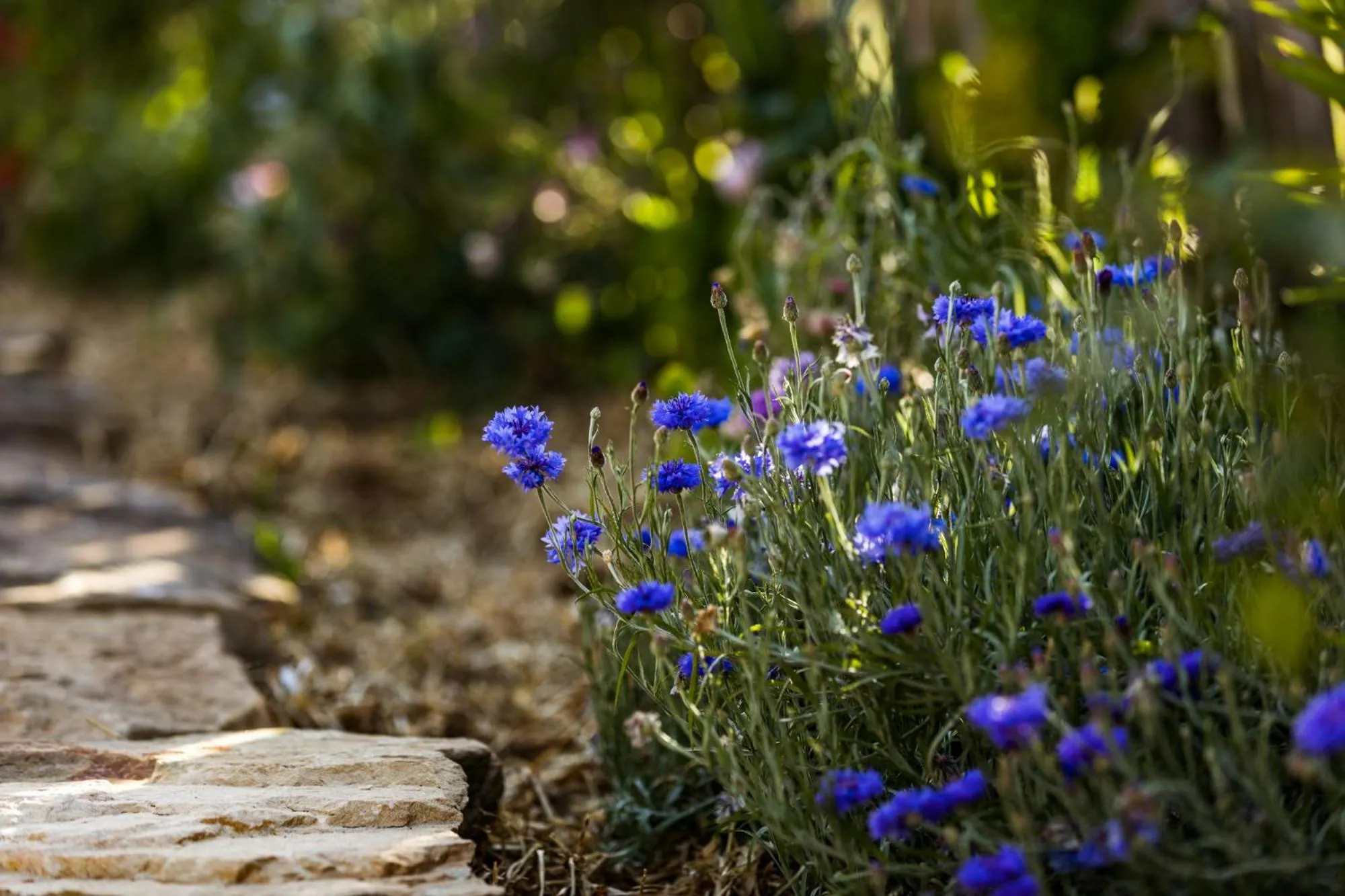 Garden in Daisy Bank Cottages