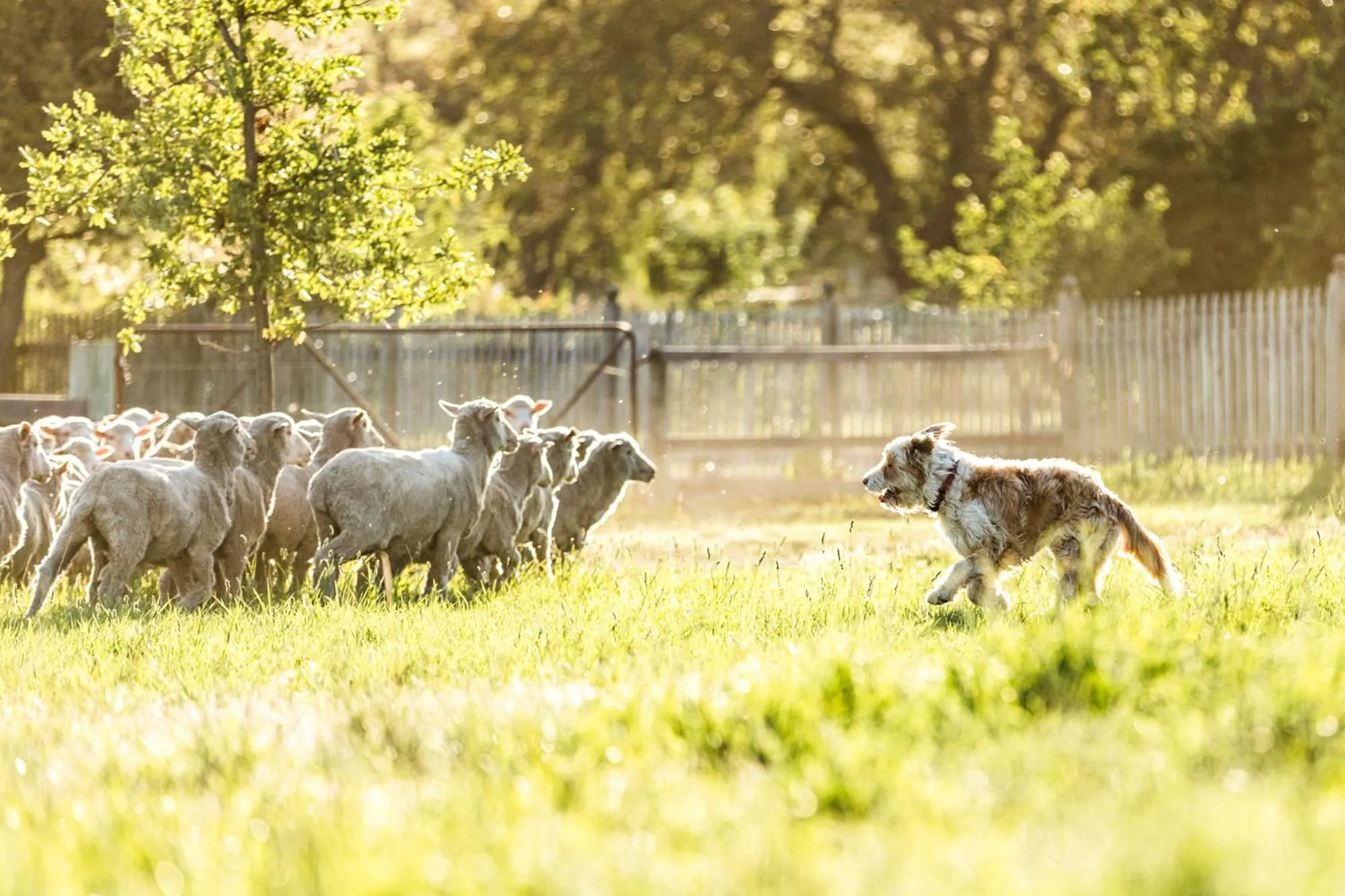 Animals in Daisy Bank Cottages
