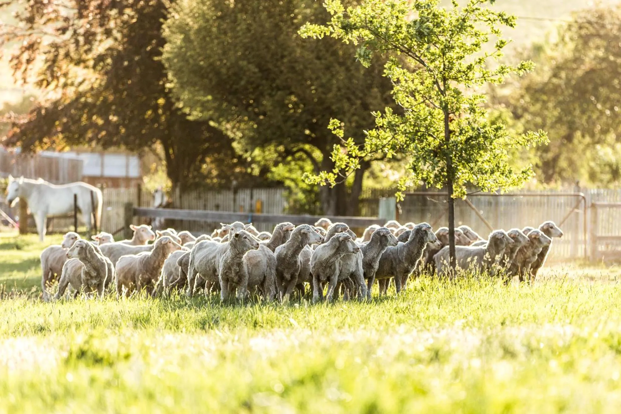 Animals in Daisy Bank Cottages