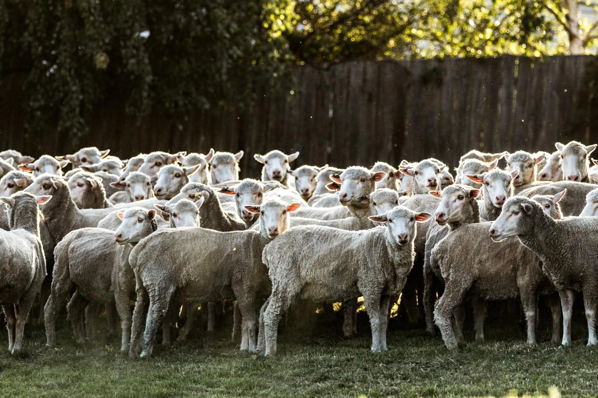 Animals in Daisy Bank Cottages