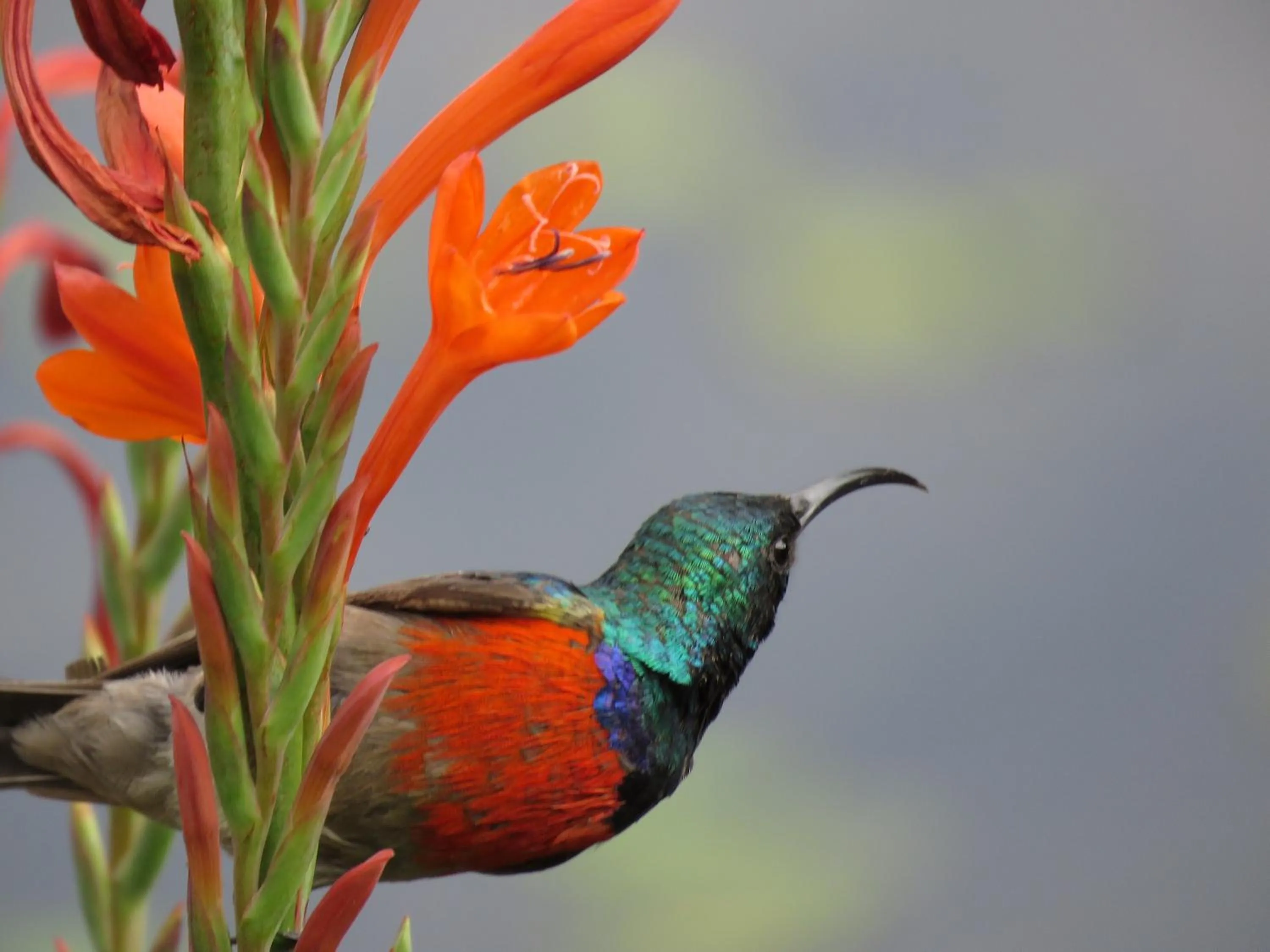 Garden in Stonecutters Lodge