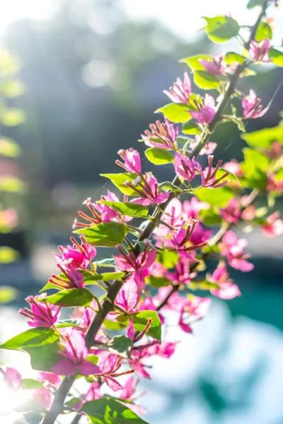 Garden in Green Escape Eco Resort