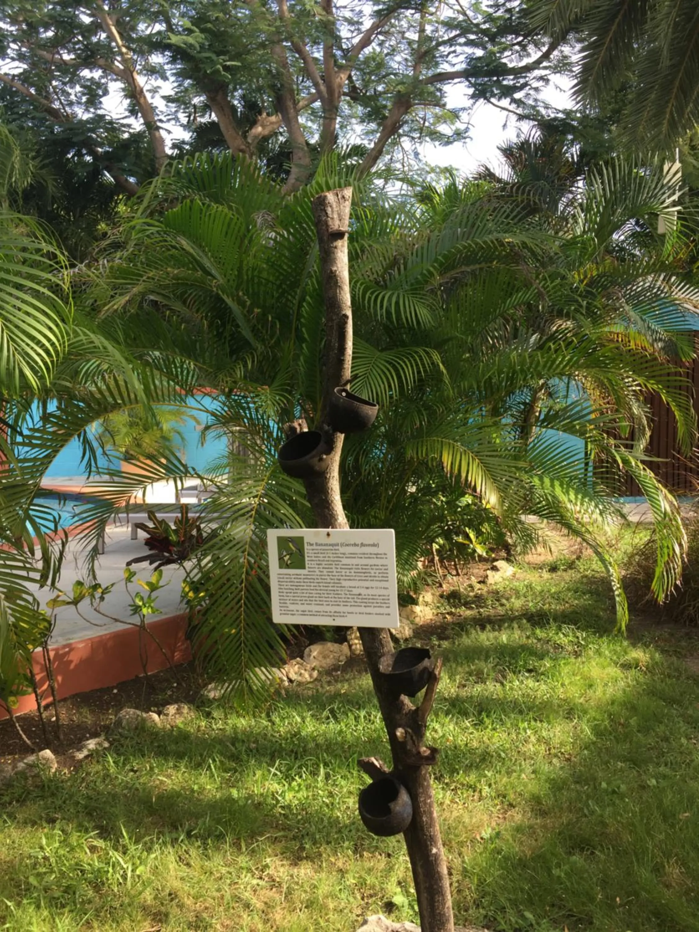 Garden in Buccaneer Beach Club
