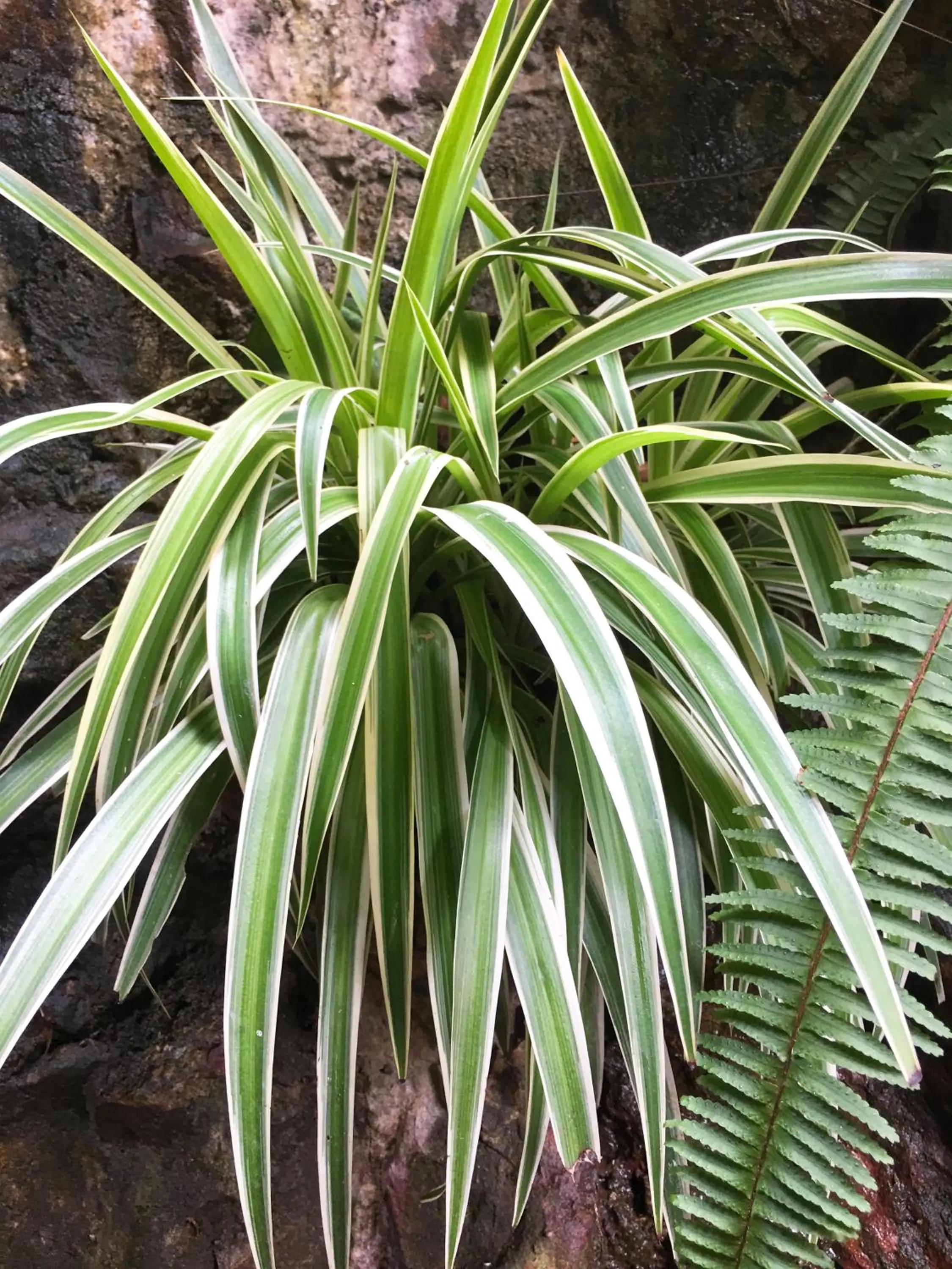 Garden view in Halo Bay Homestay