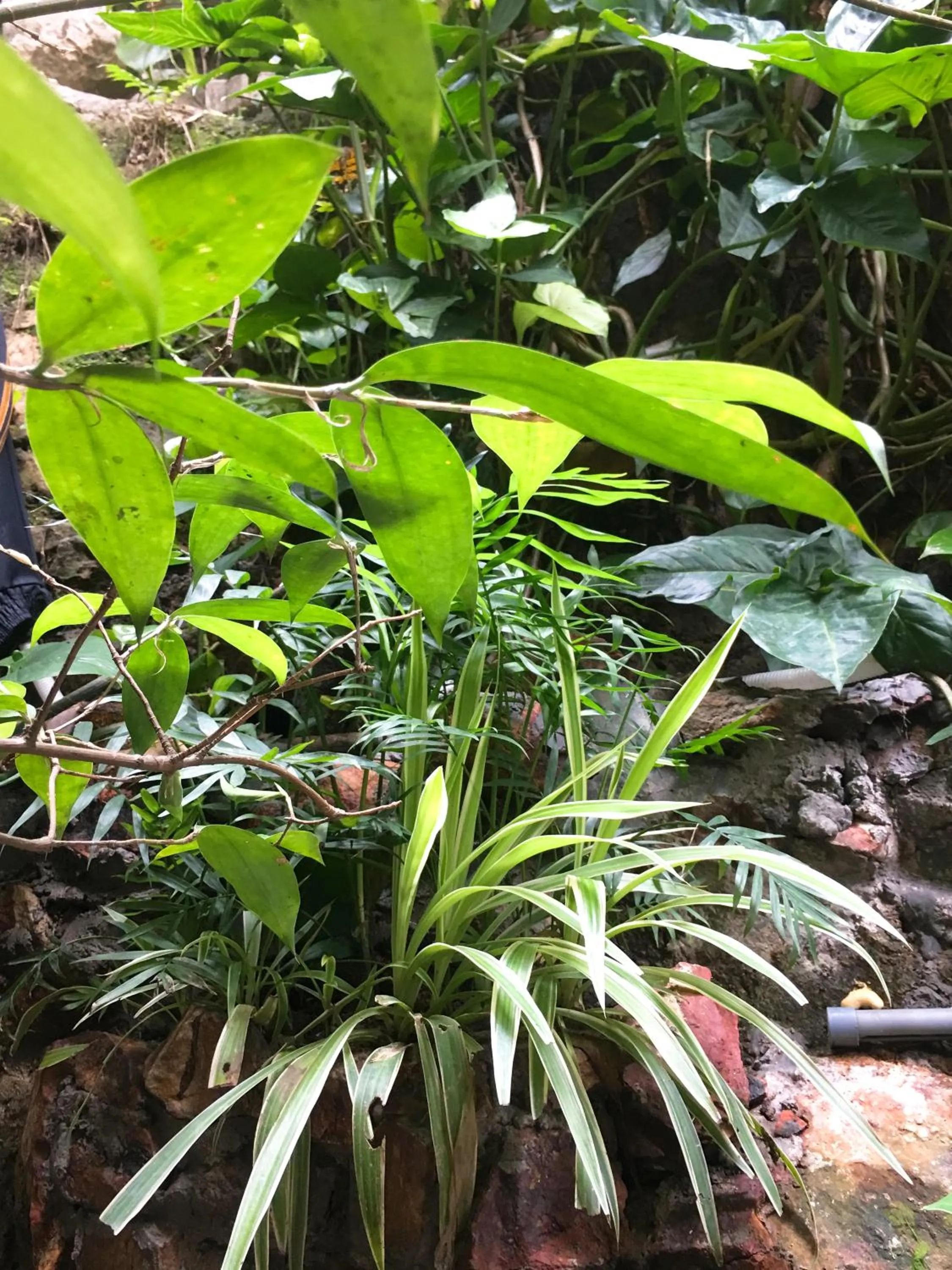 Garden view in Halo Bay Homestay