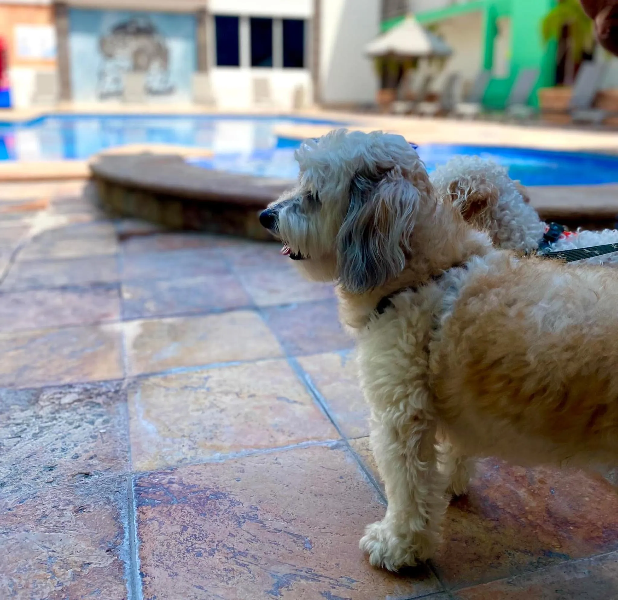 Pets in Quality Inn Mazatlan