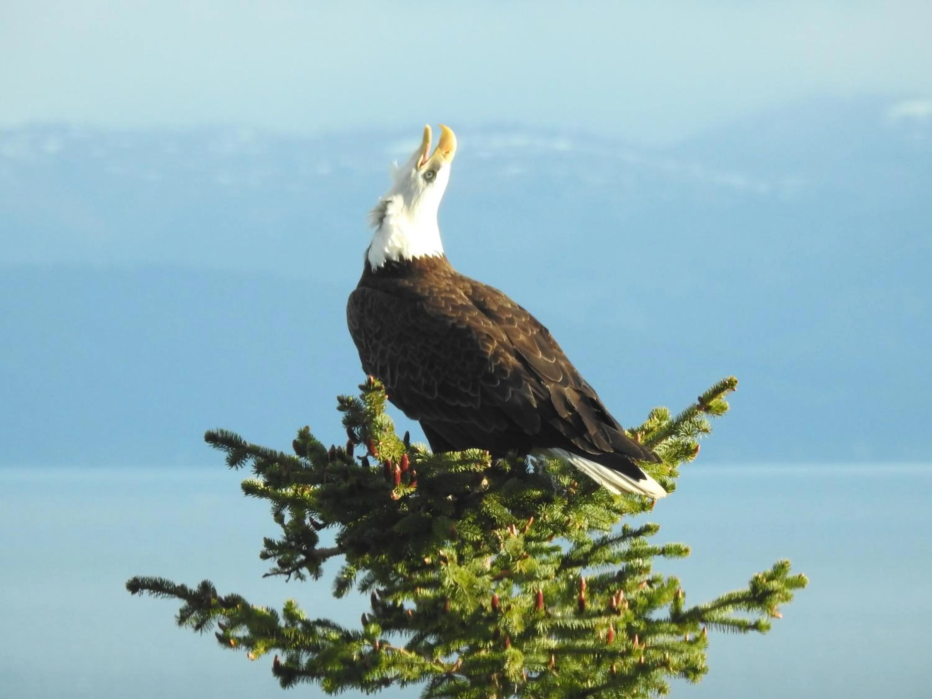 Alaska Adventure Cabins