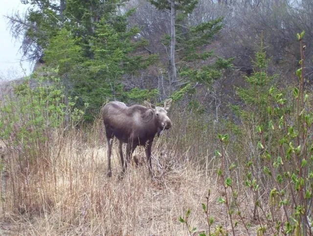 Alaska Adventure Cabins