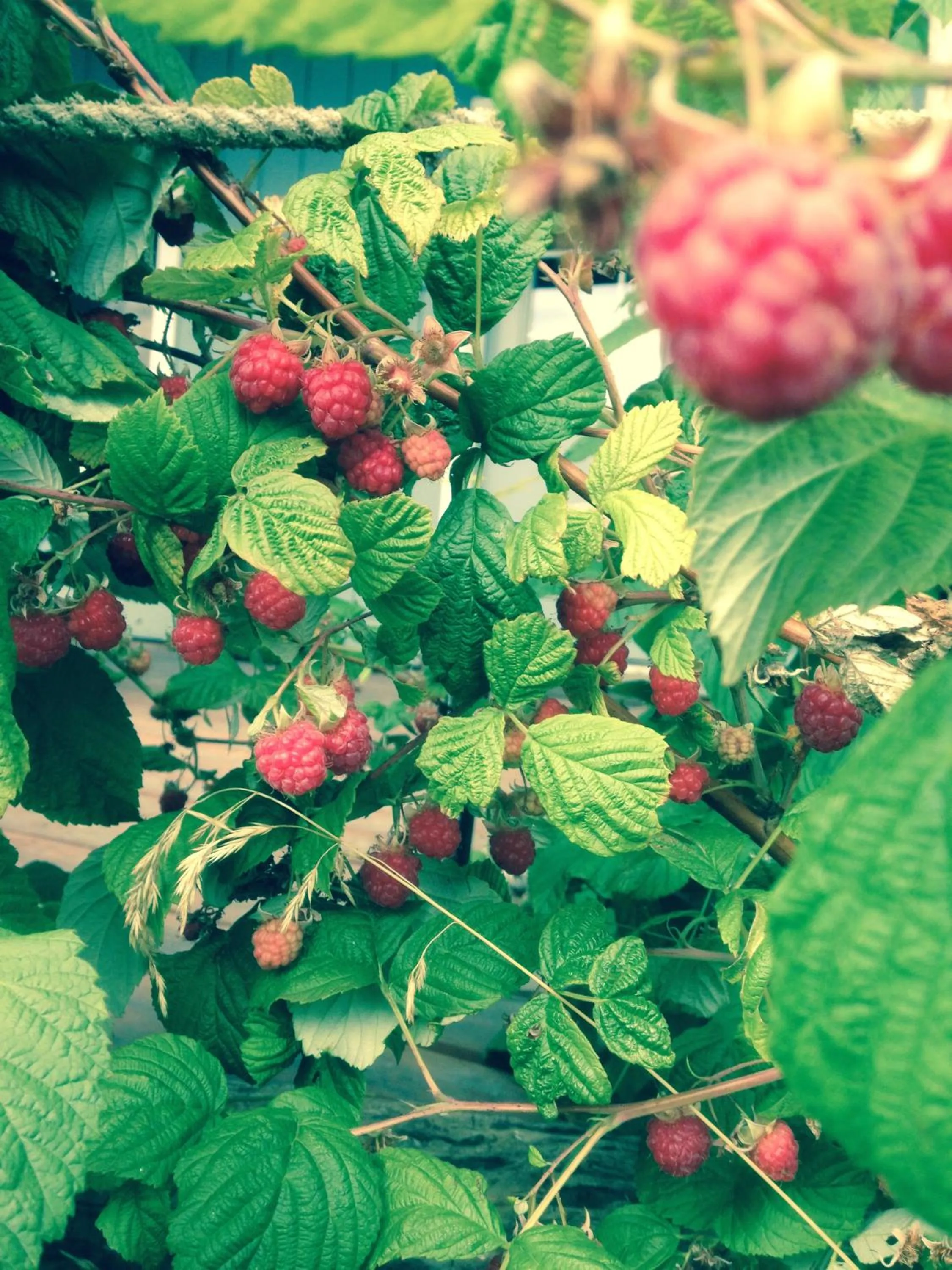 Garden view in Alaska Adventure Cabins