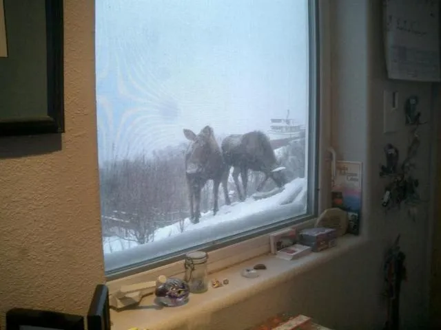 Alaska Adventure Cabins