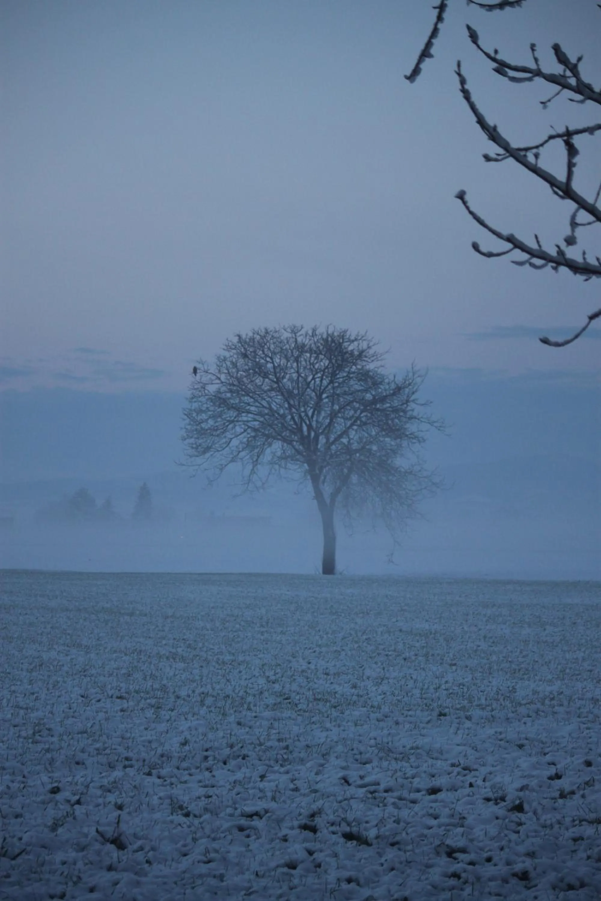 Winter in La casa dei gatti