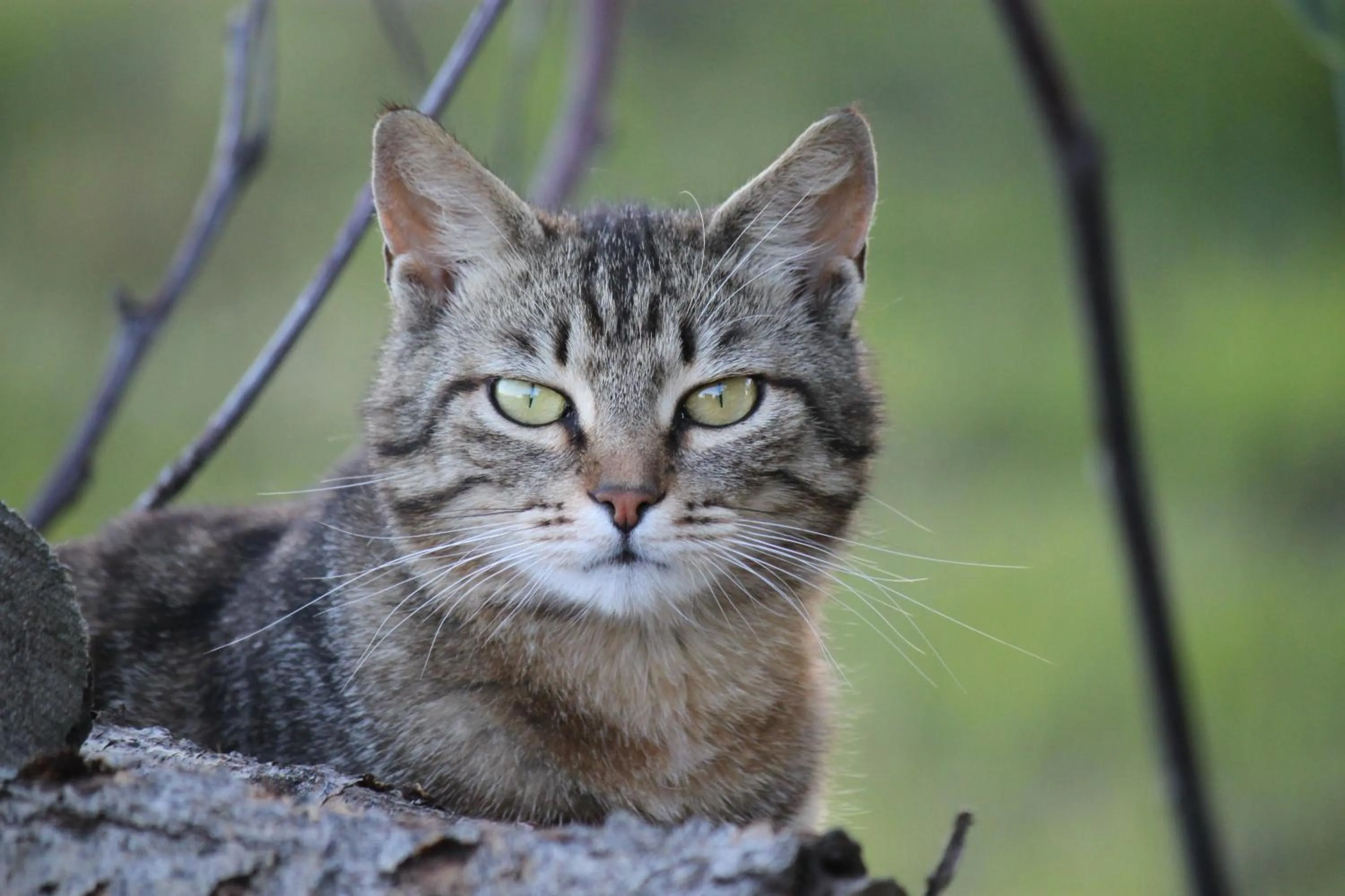 Pets in La casa dei gatti