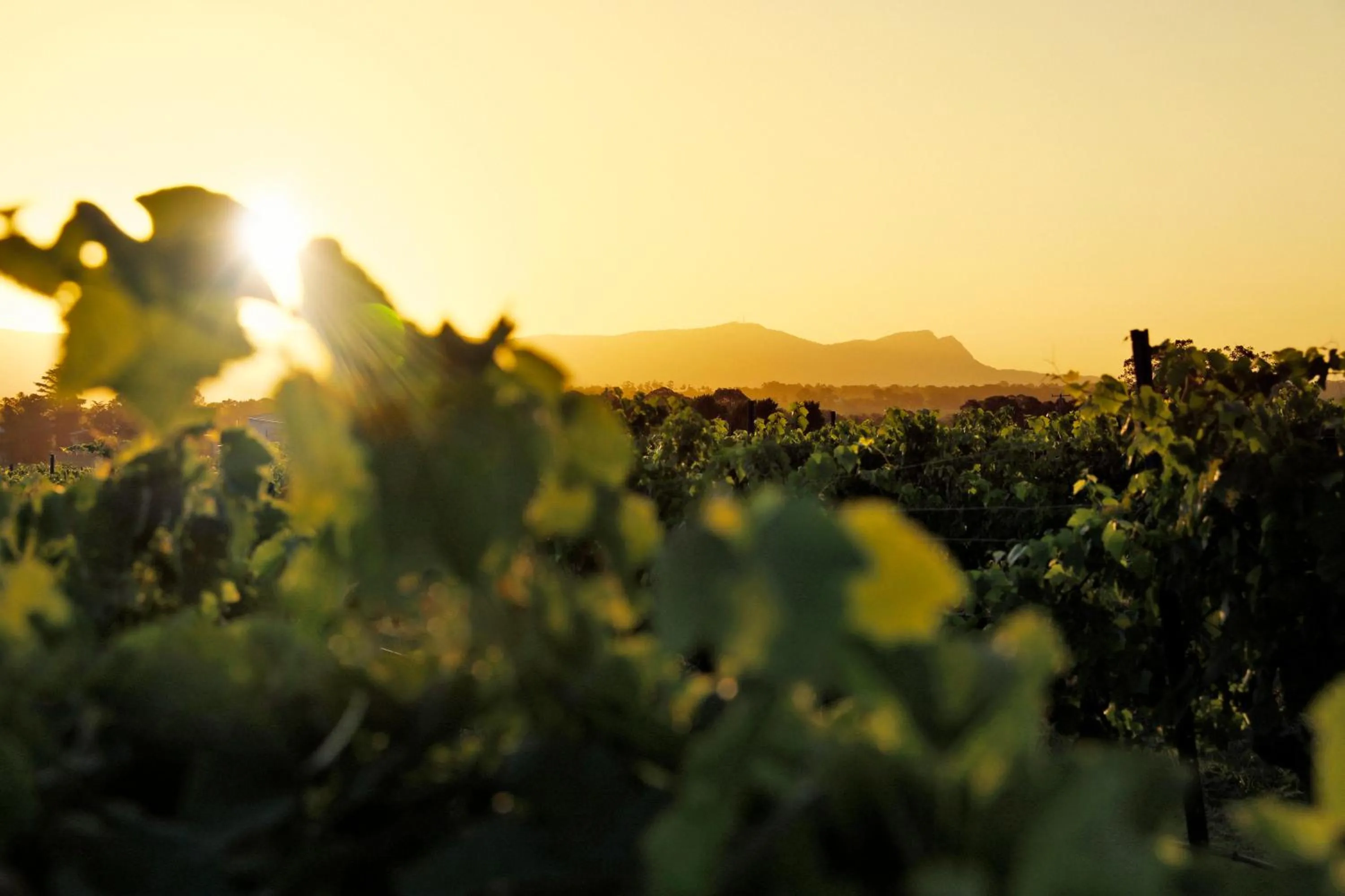 Natural landscape in Adina Vineyard