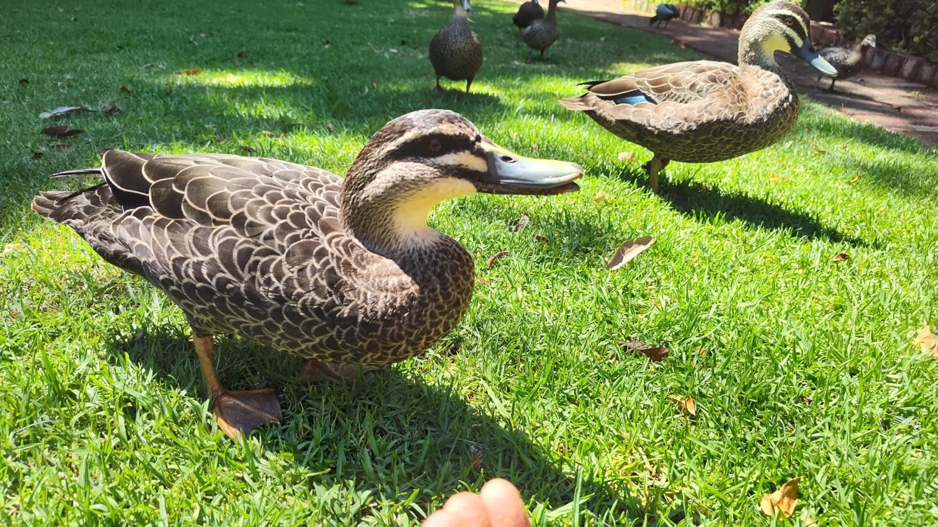 Garden in Adamsons Riverside
