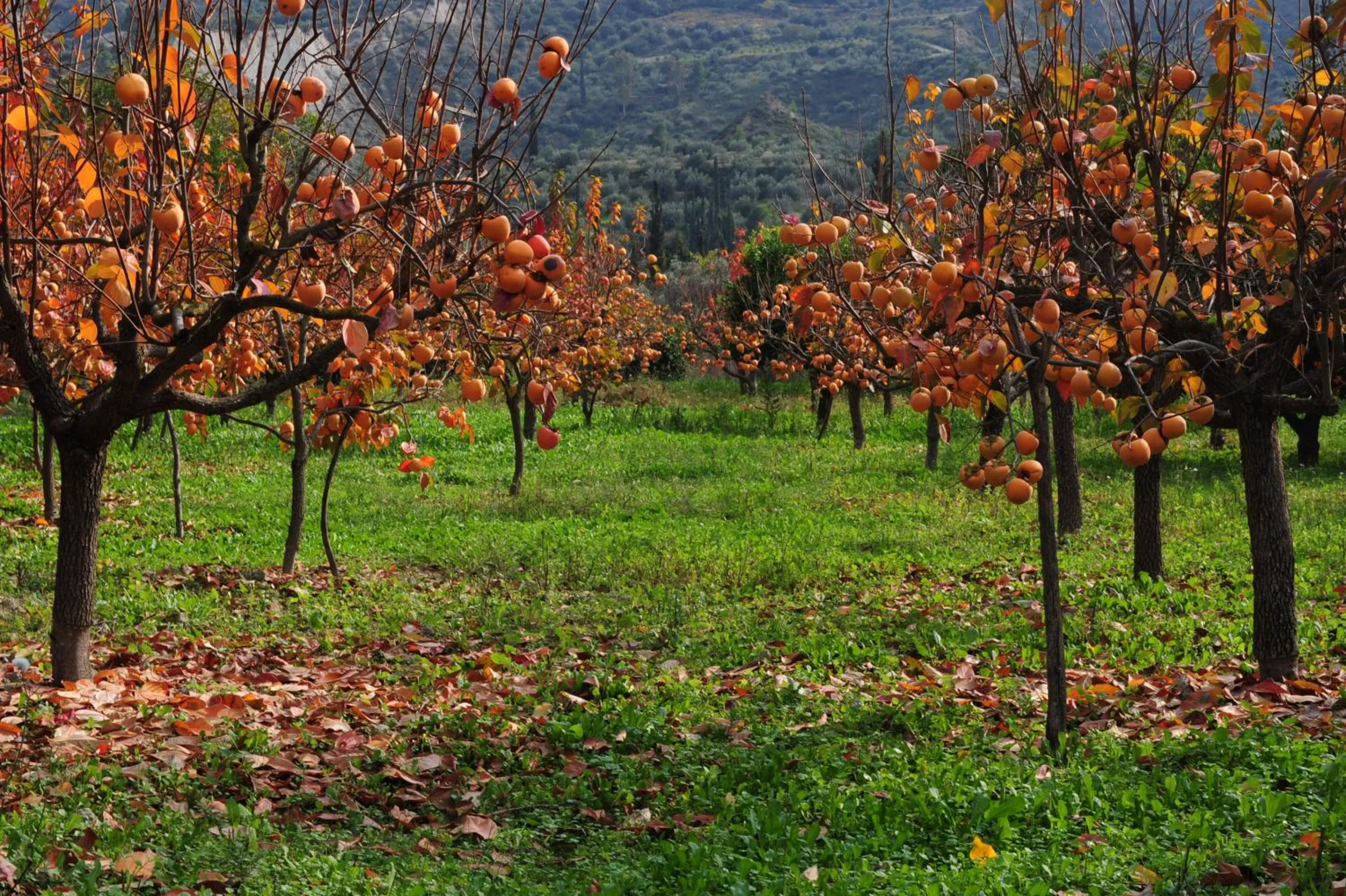 Spring in Trikalon Muses Art Suites