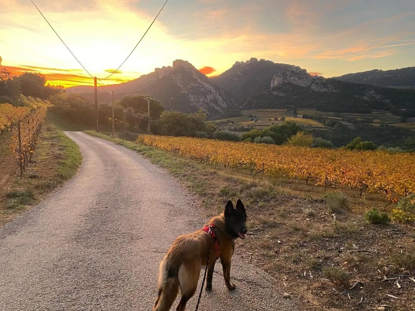 Pets in Domaine de Bellevue CHAMBRE D'HÔTES
