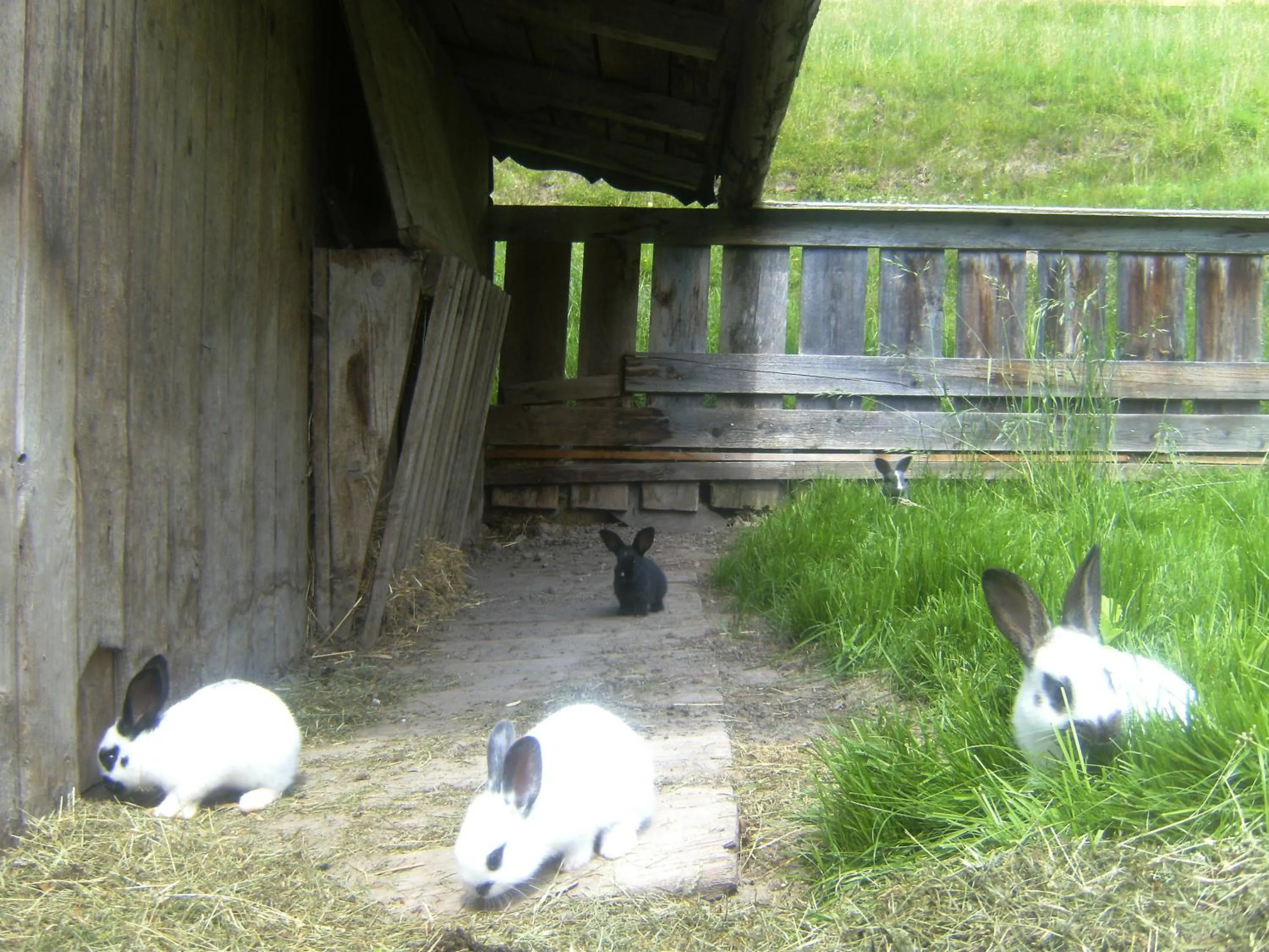 Other in Hotel Berghof