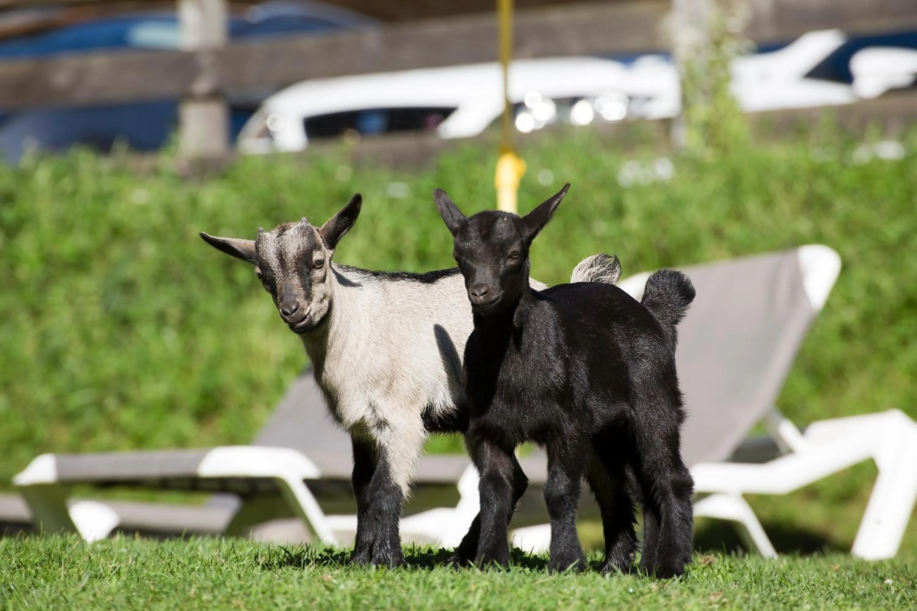 Animals in Hotel Berghof