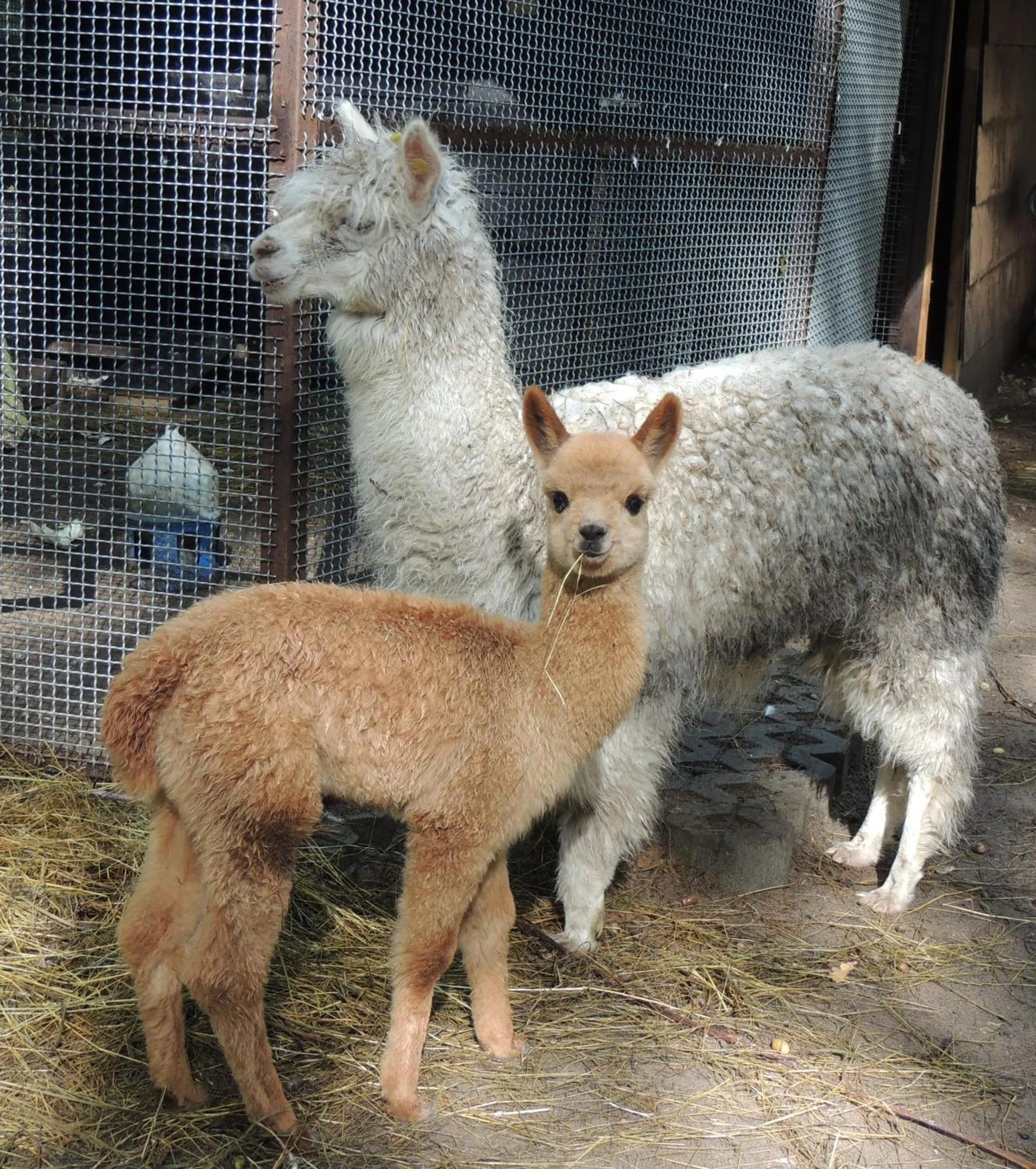 Animals in Hotel Nidzki