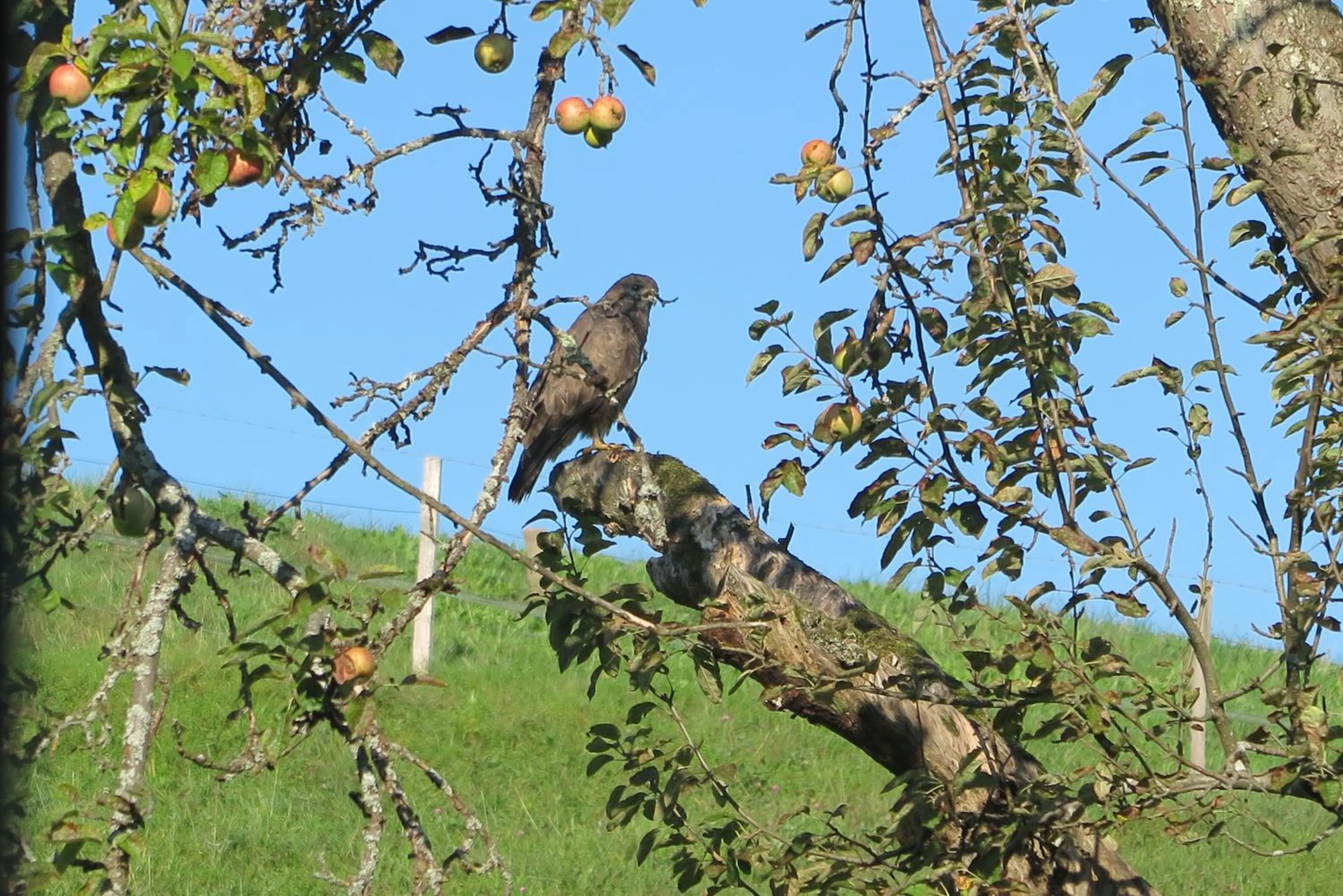 Garden in B&B Sigrid Braun-Budde