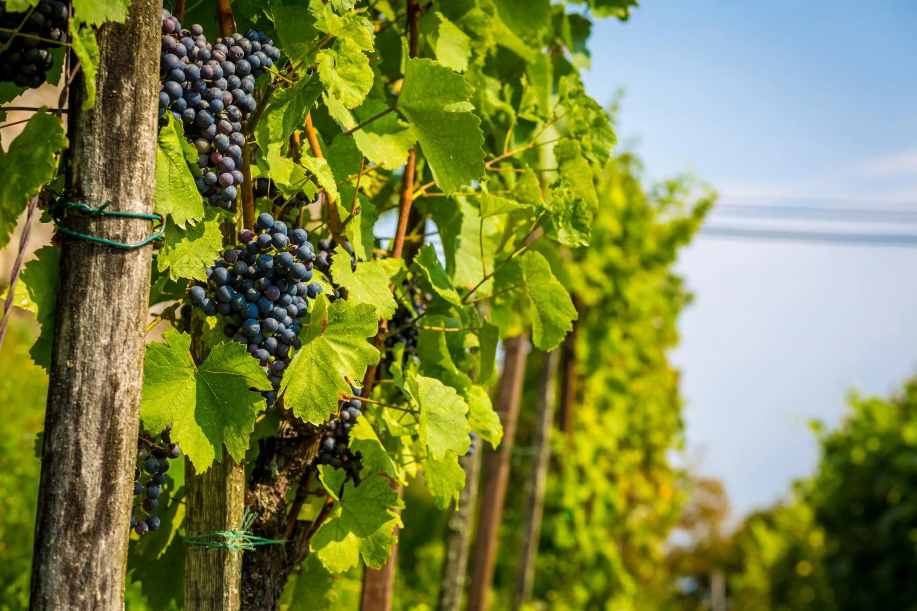 Day in Hotel Bellevue