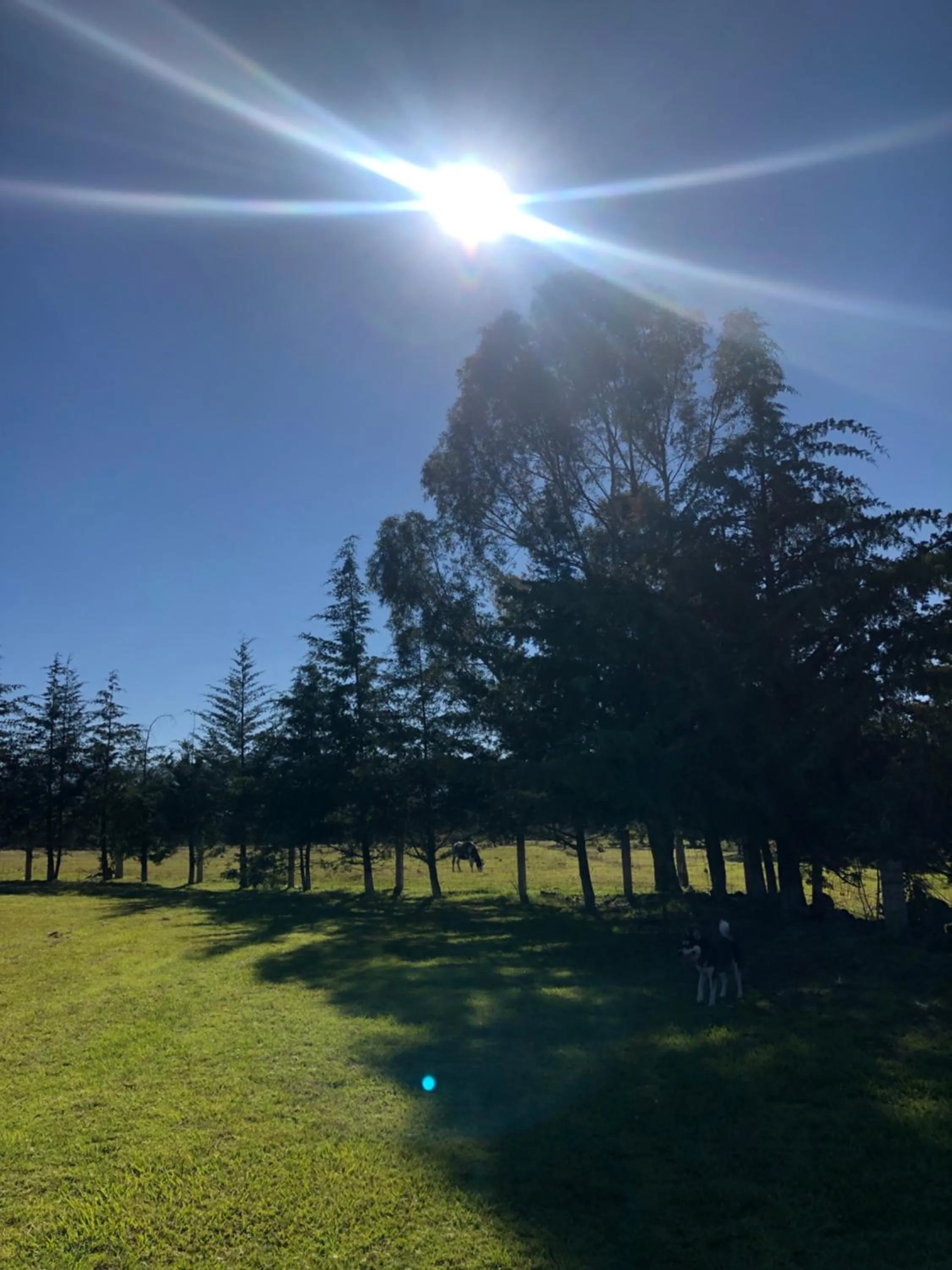 Garden in Hotel Boutique Calderon