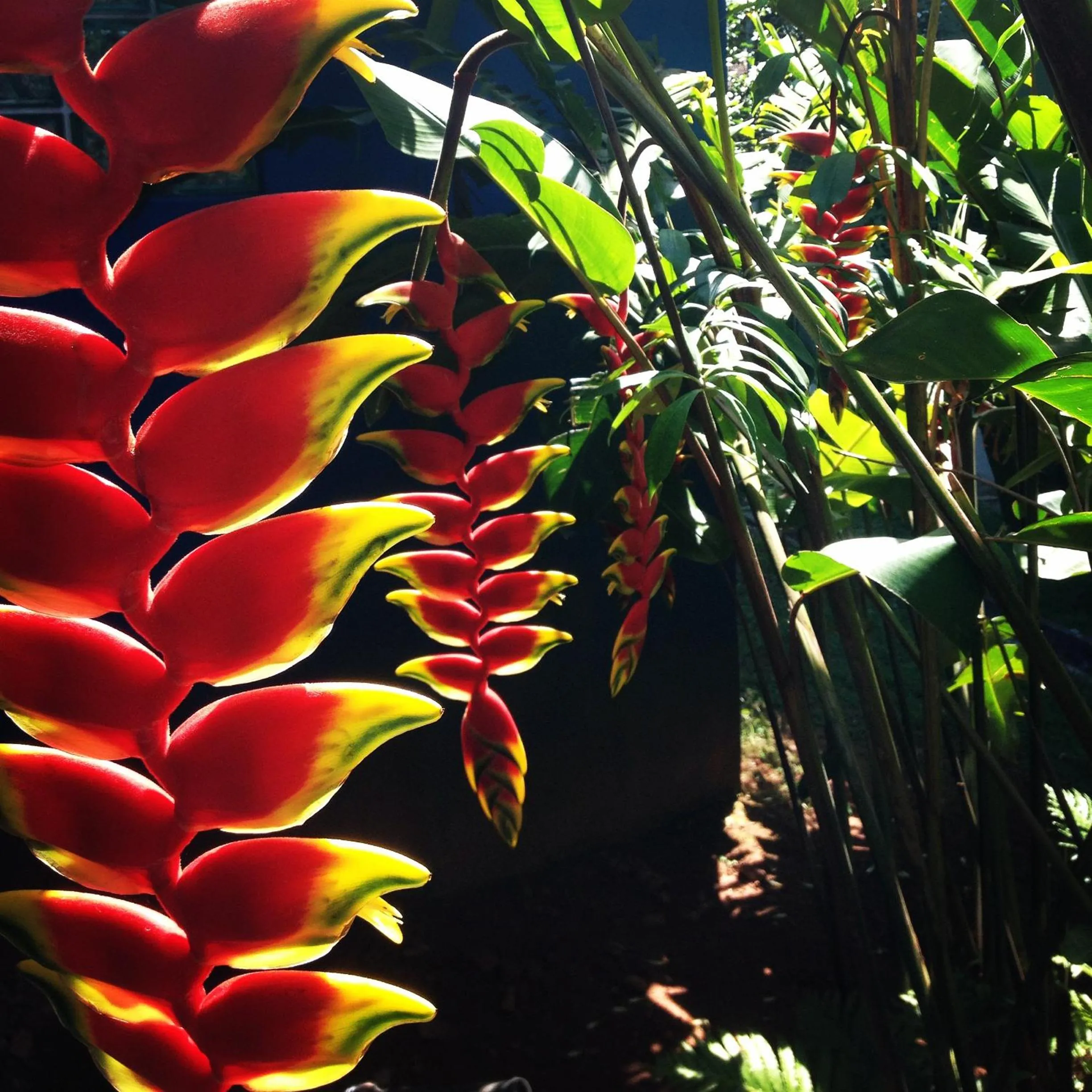 Alegria casa 3 dorms Cond Fechado churrasqueira piscina