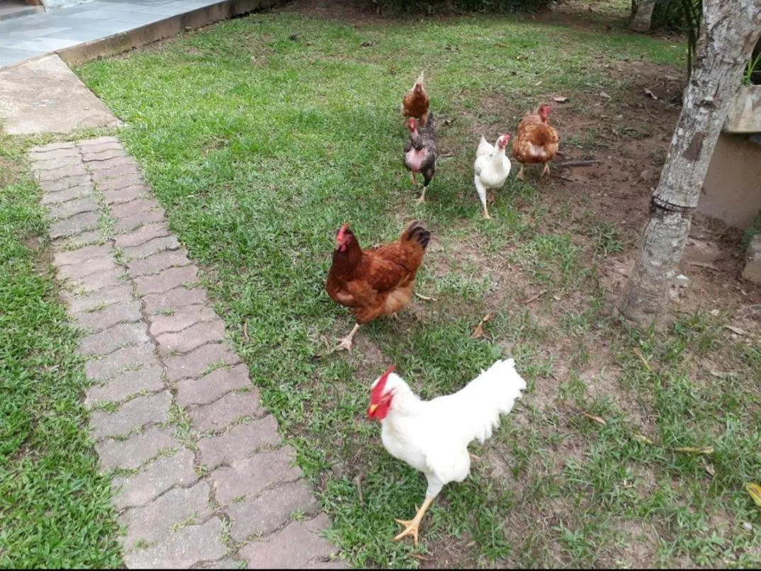 Alegria casa 3 dorms Cond Fechado churrasqueira piscina