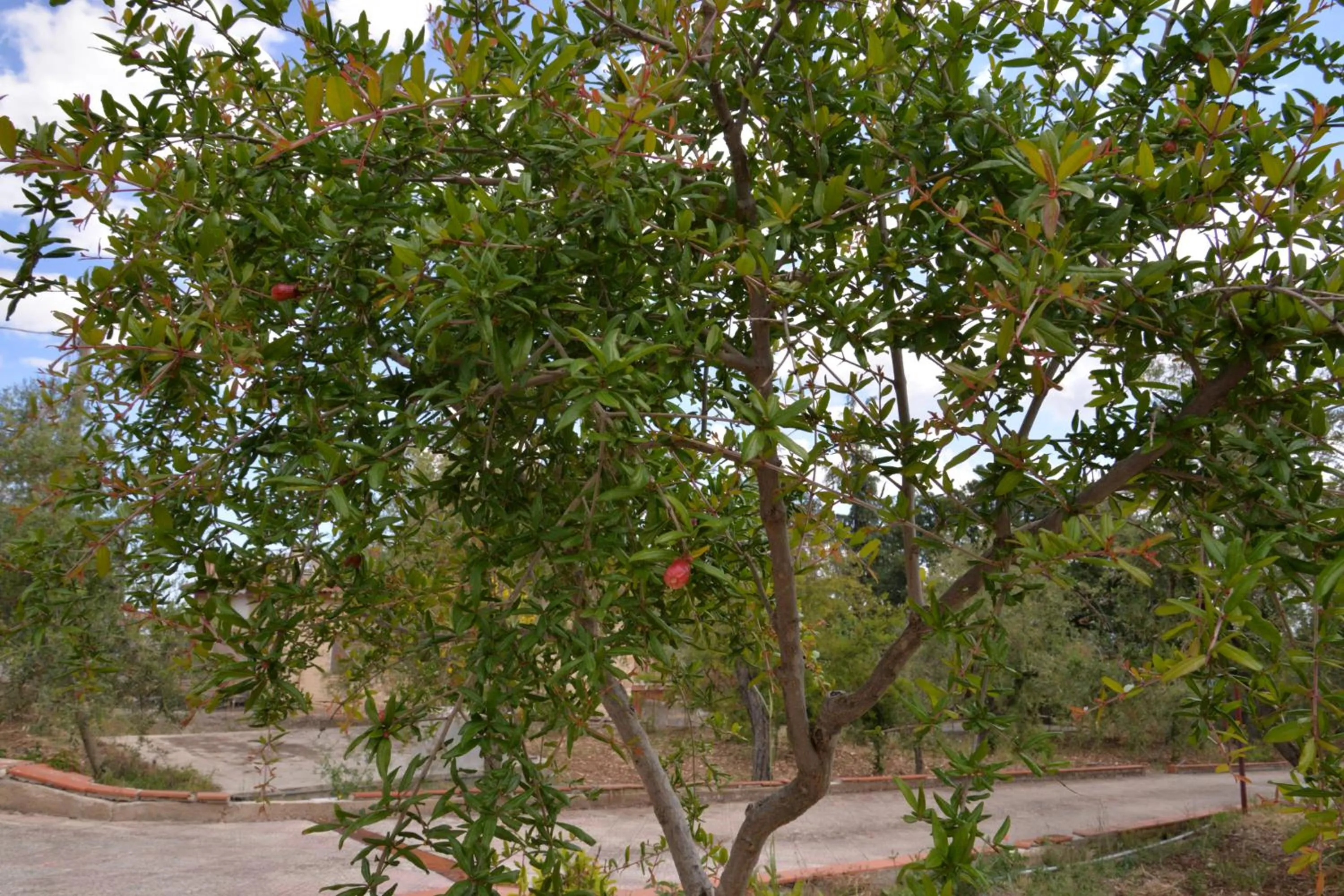 Garden in B&B Lara Santola