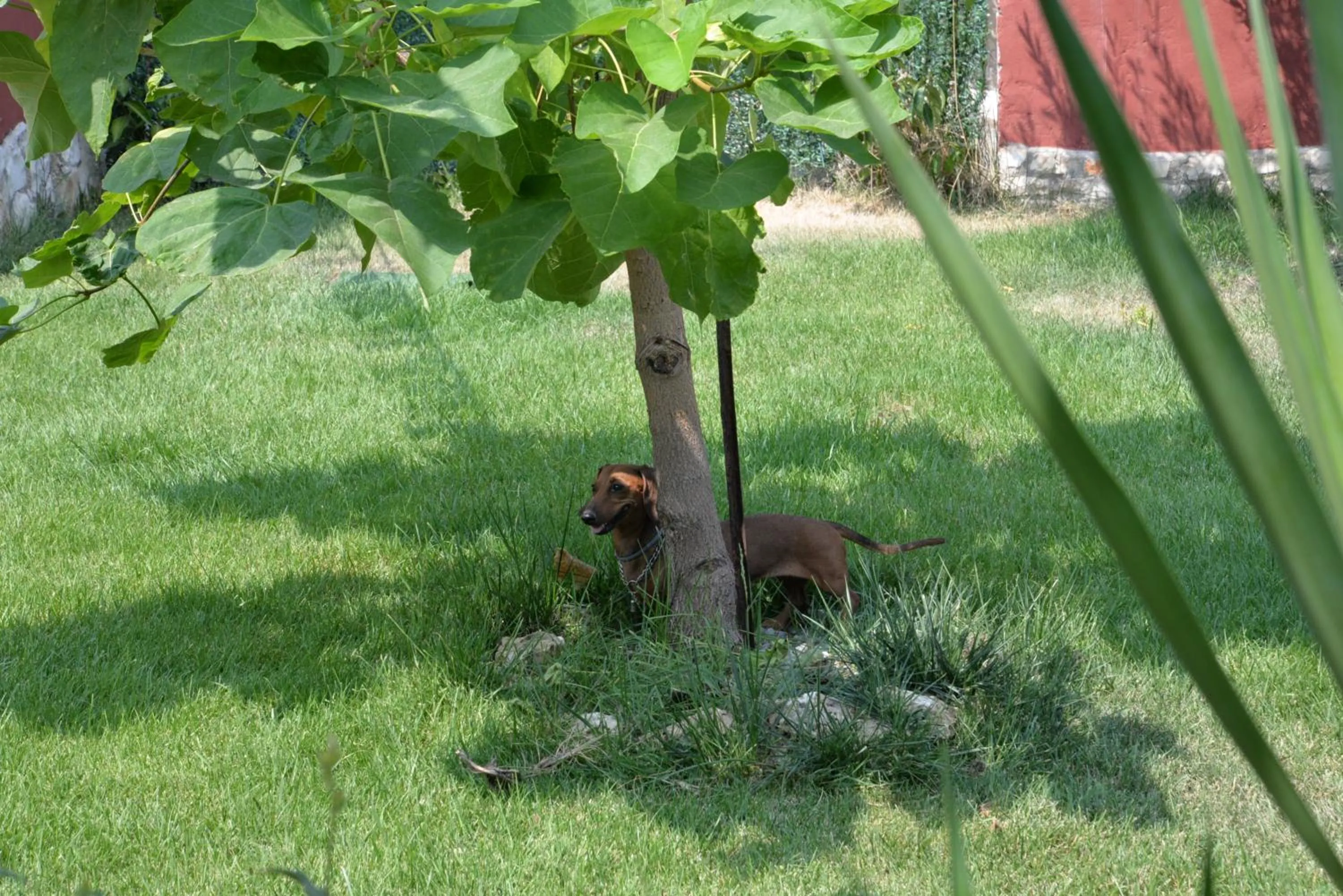 Pets in B&B Lara Santola