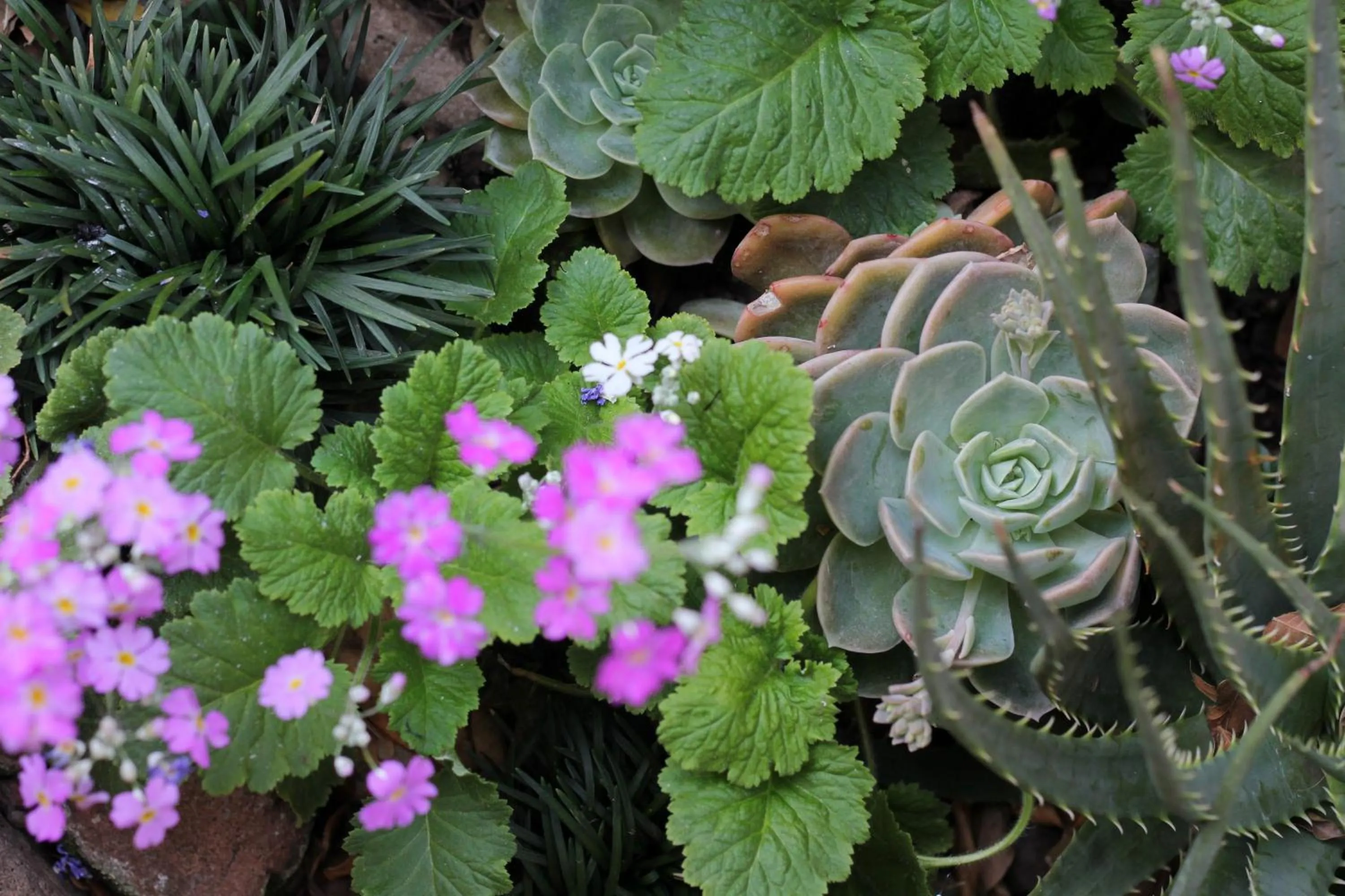 Garden in Del Roza Guest House