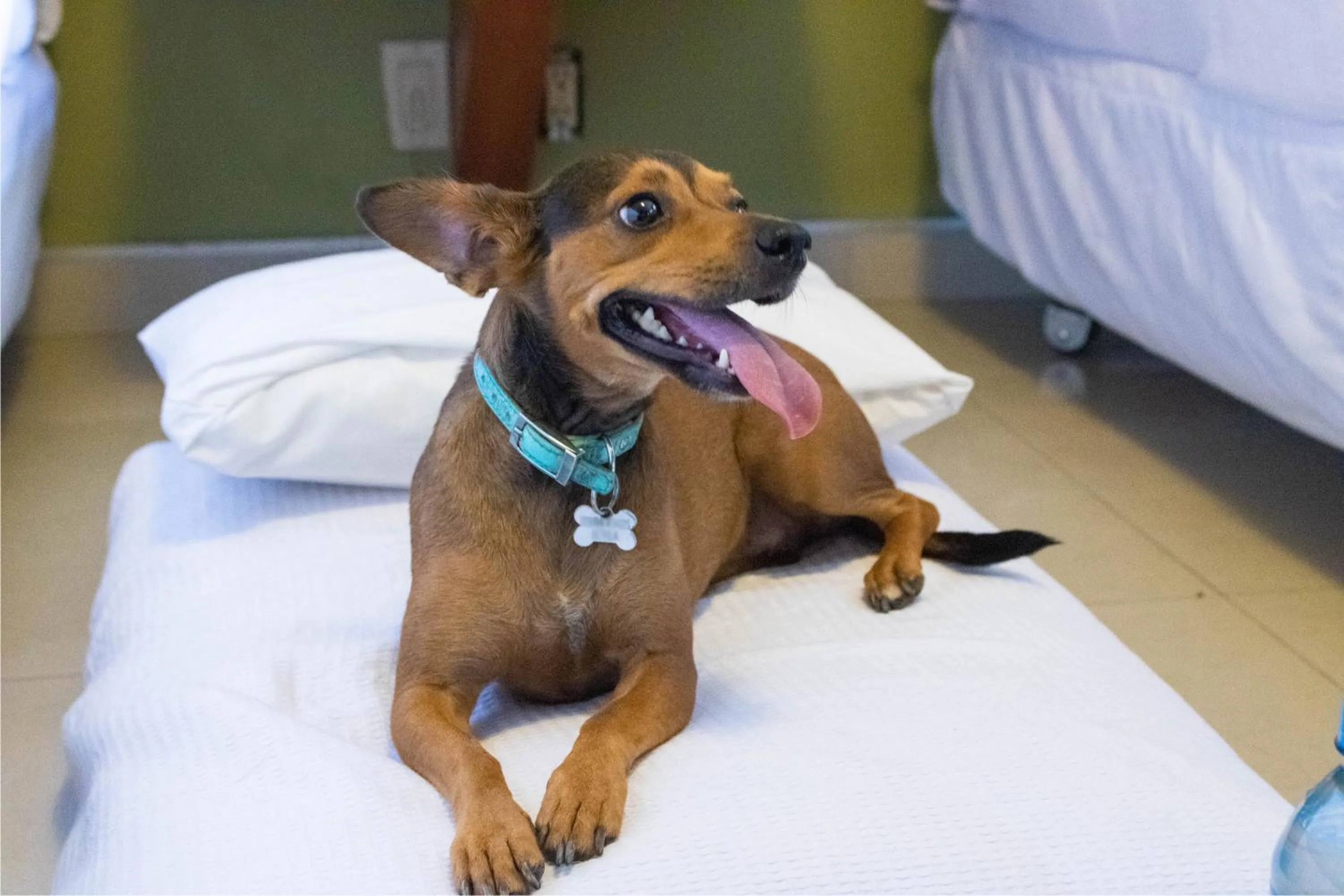 Pets, Bed in Hotel Calafia