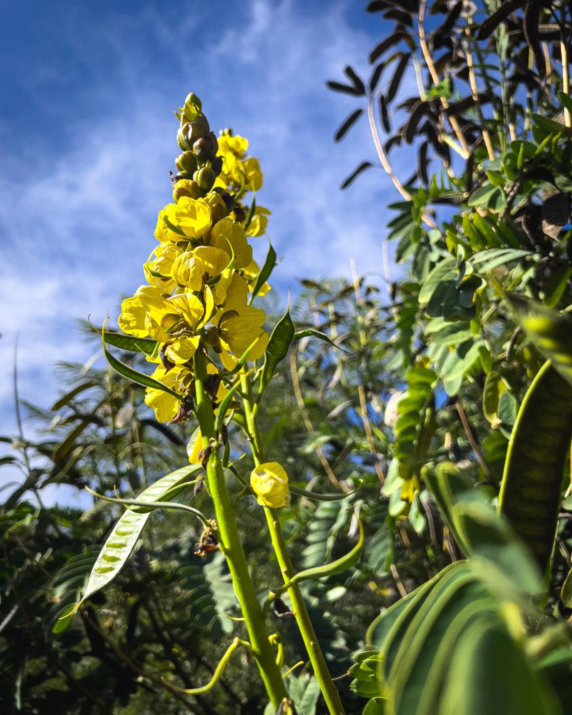 Garden in El Albergue Ollantaytambo