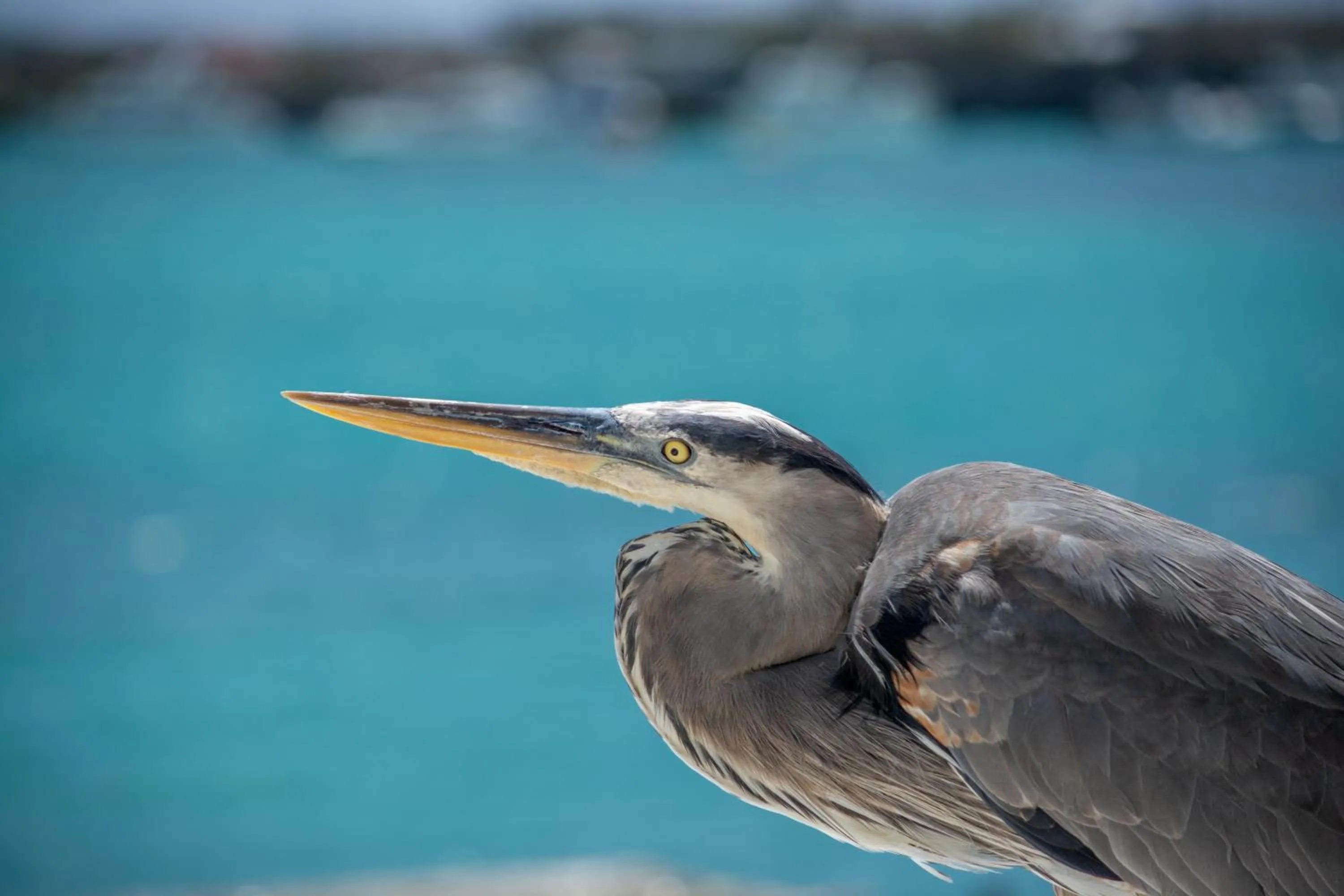 Animals in Blu Galapagos Sustainable Waterfront Lodge
